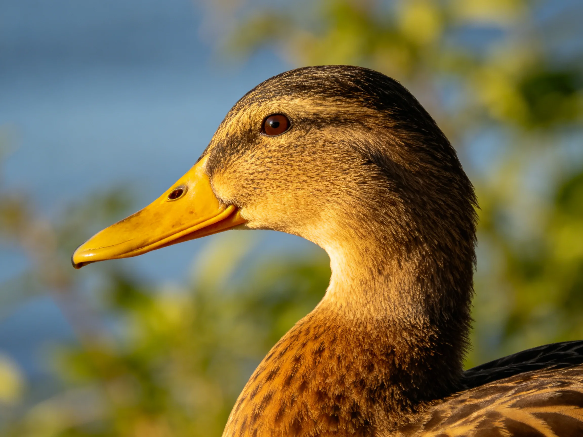 Close-up portrait of a duck with vibrant yellow beak and brown-tan plumage
