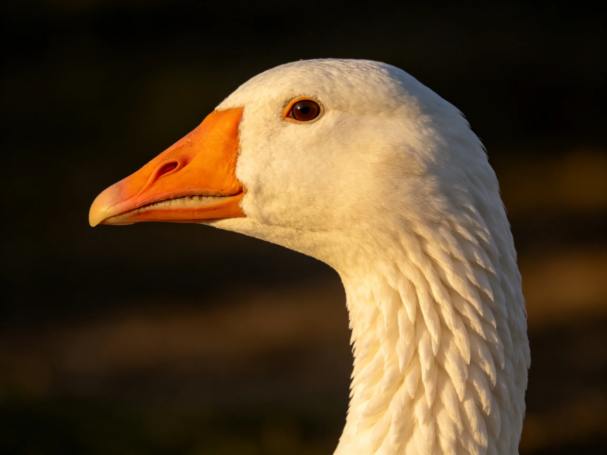 Close - up portrait of a white goose with bright orange beak