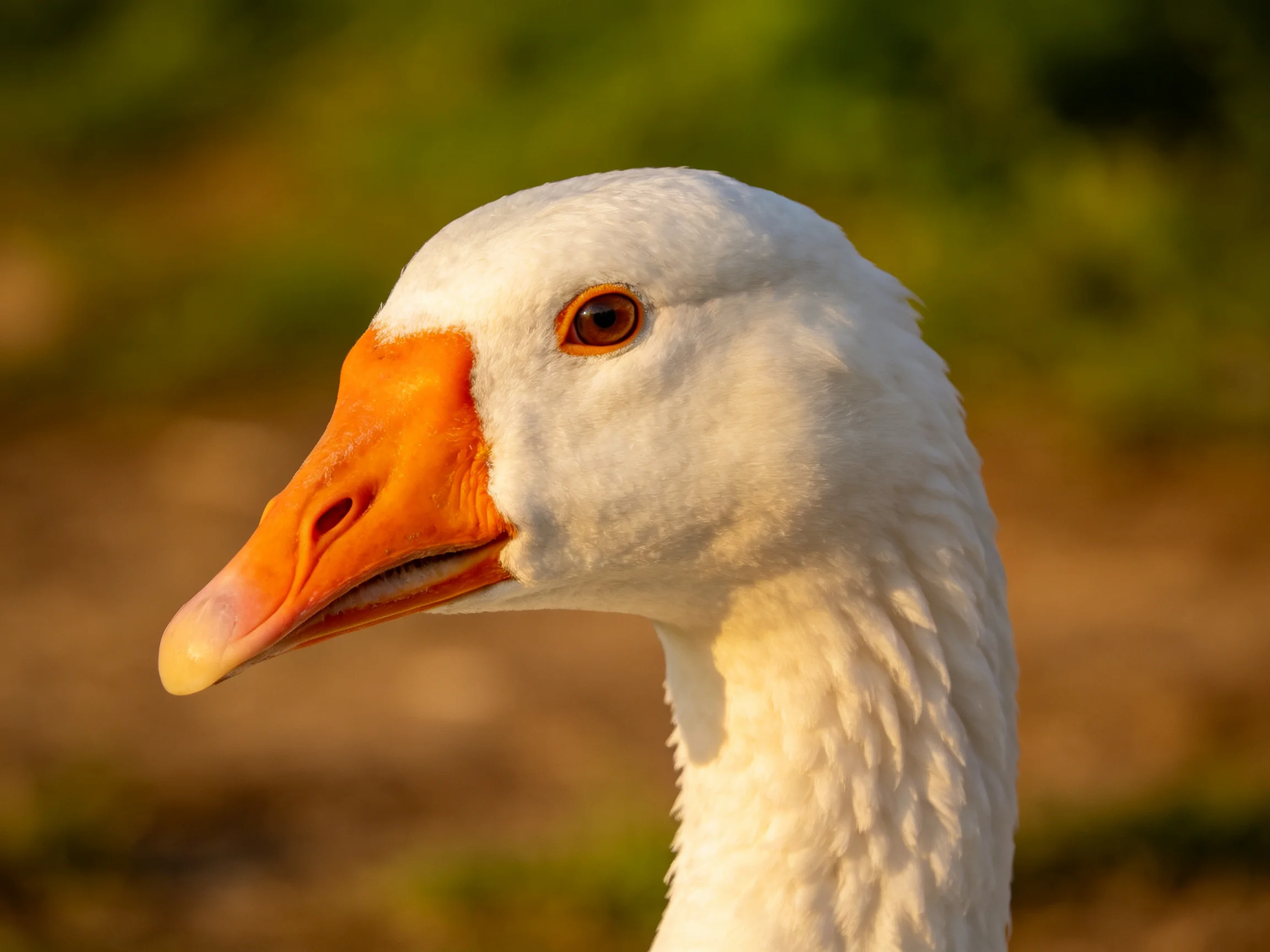 Close - up portrait of a white goose with vibrant orange beak