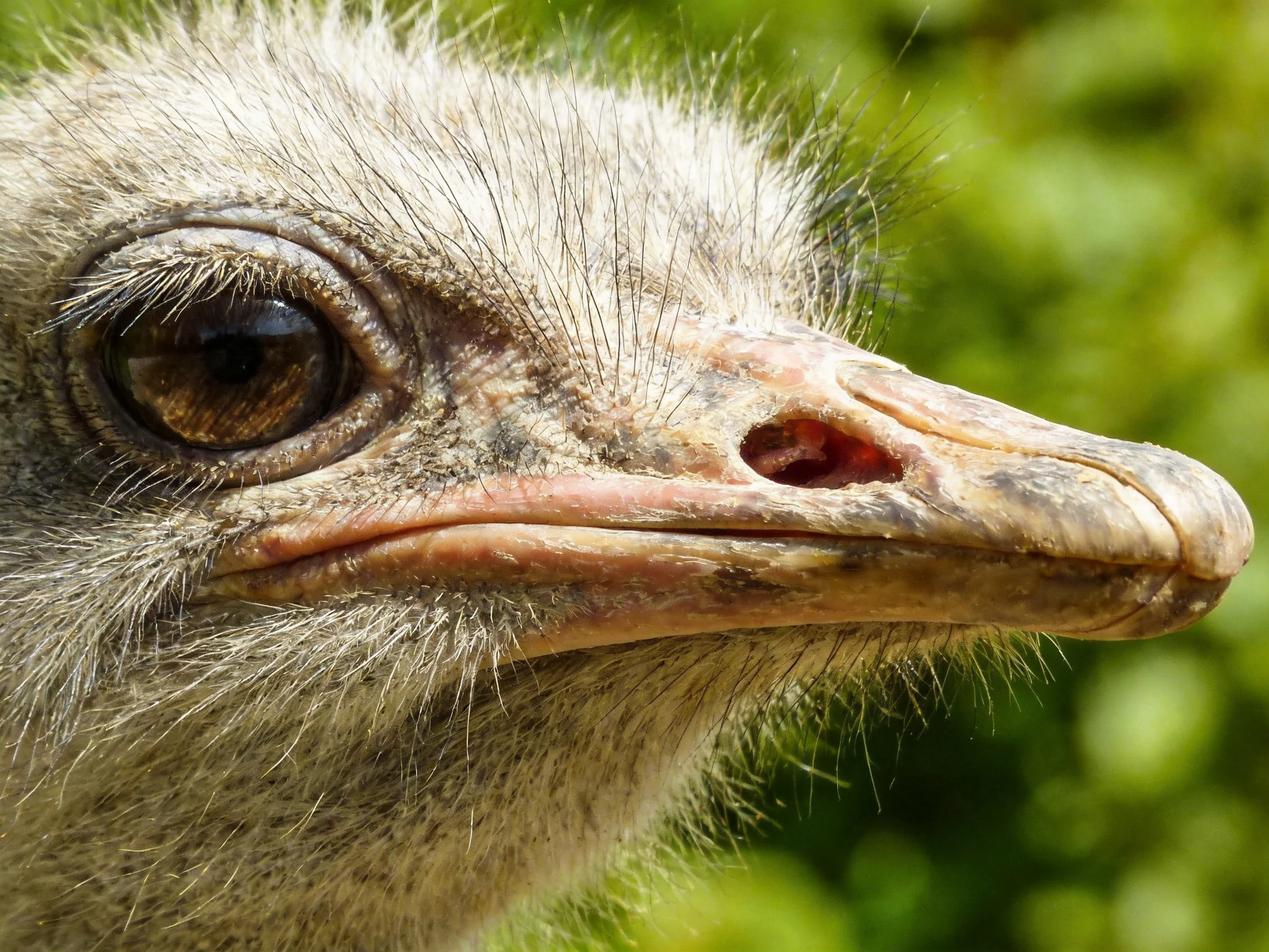 Close-up view of an ostrich’s head with textured feathers and pink beak