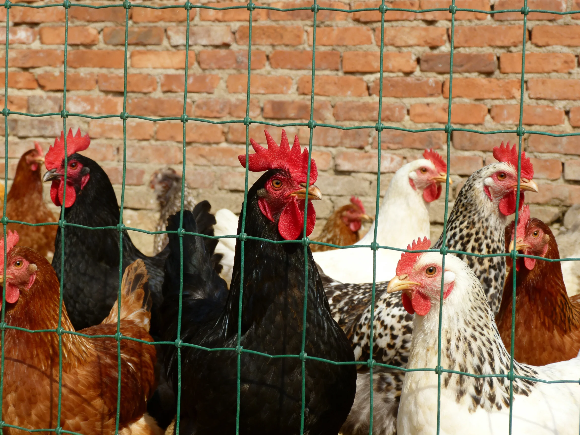 Colorful chickens of various hues behind a green wire fence near a brick wall