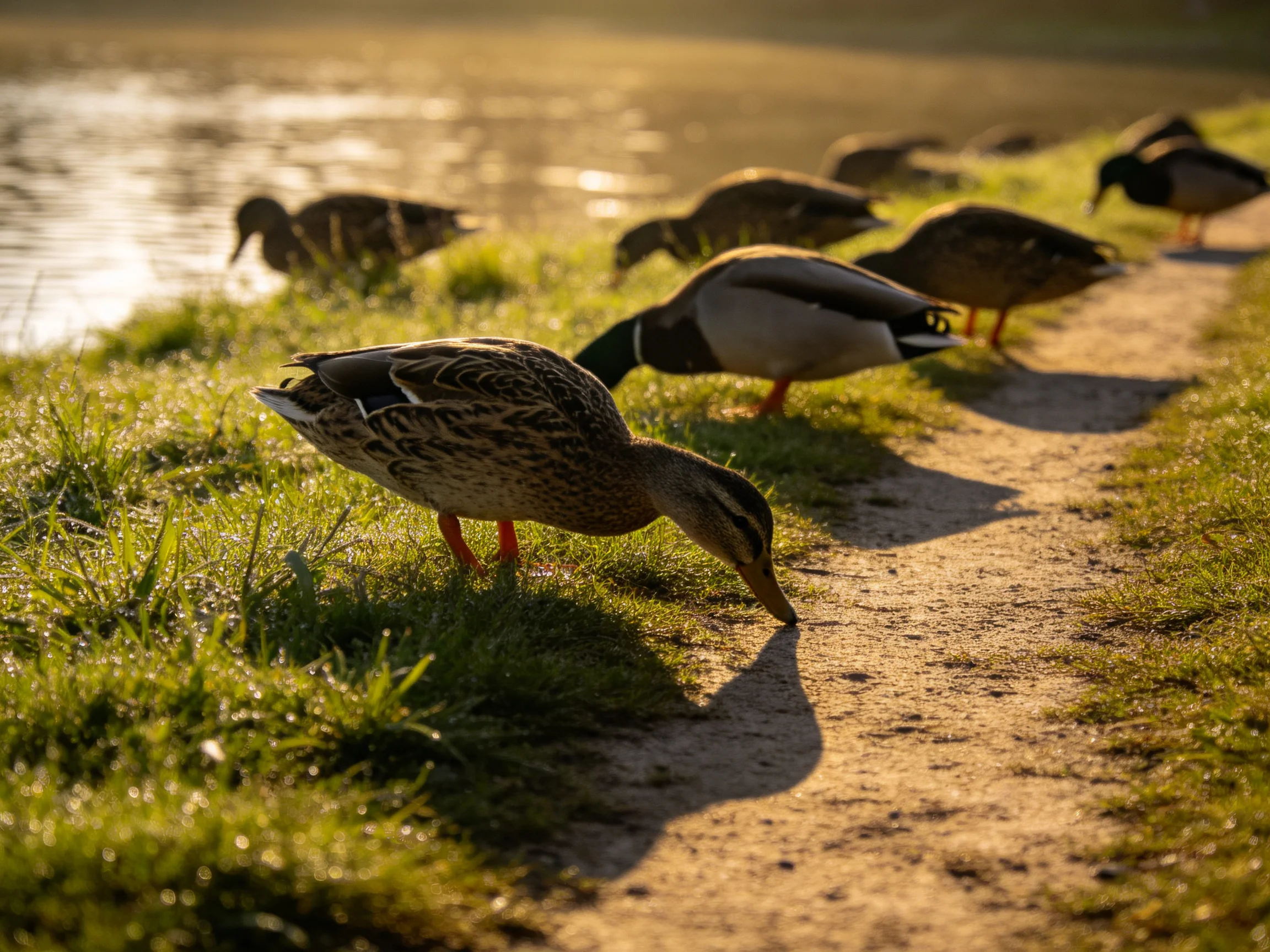 Ducks foraging along a sunlit grassy path by a calm waterway
