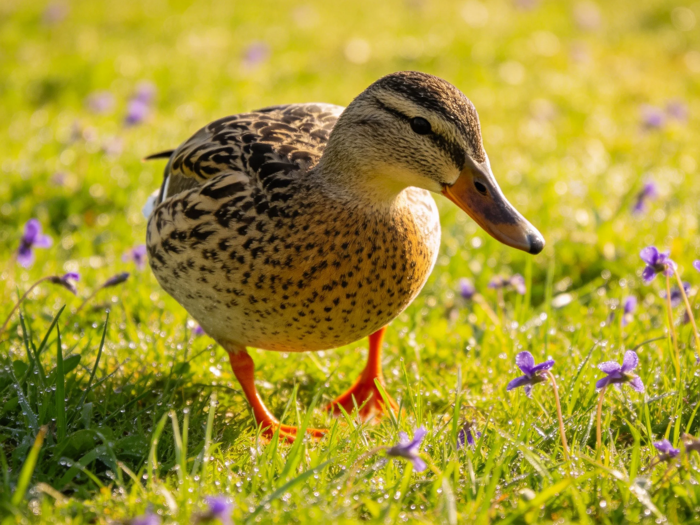 Female mallard duck exploring sunlit grassy meadow with purple flowers
