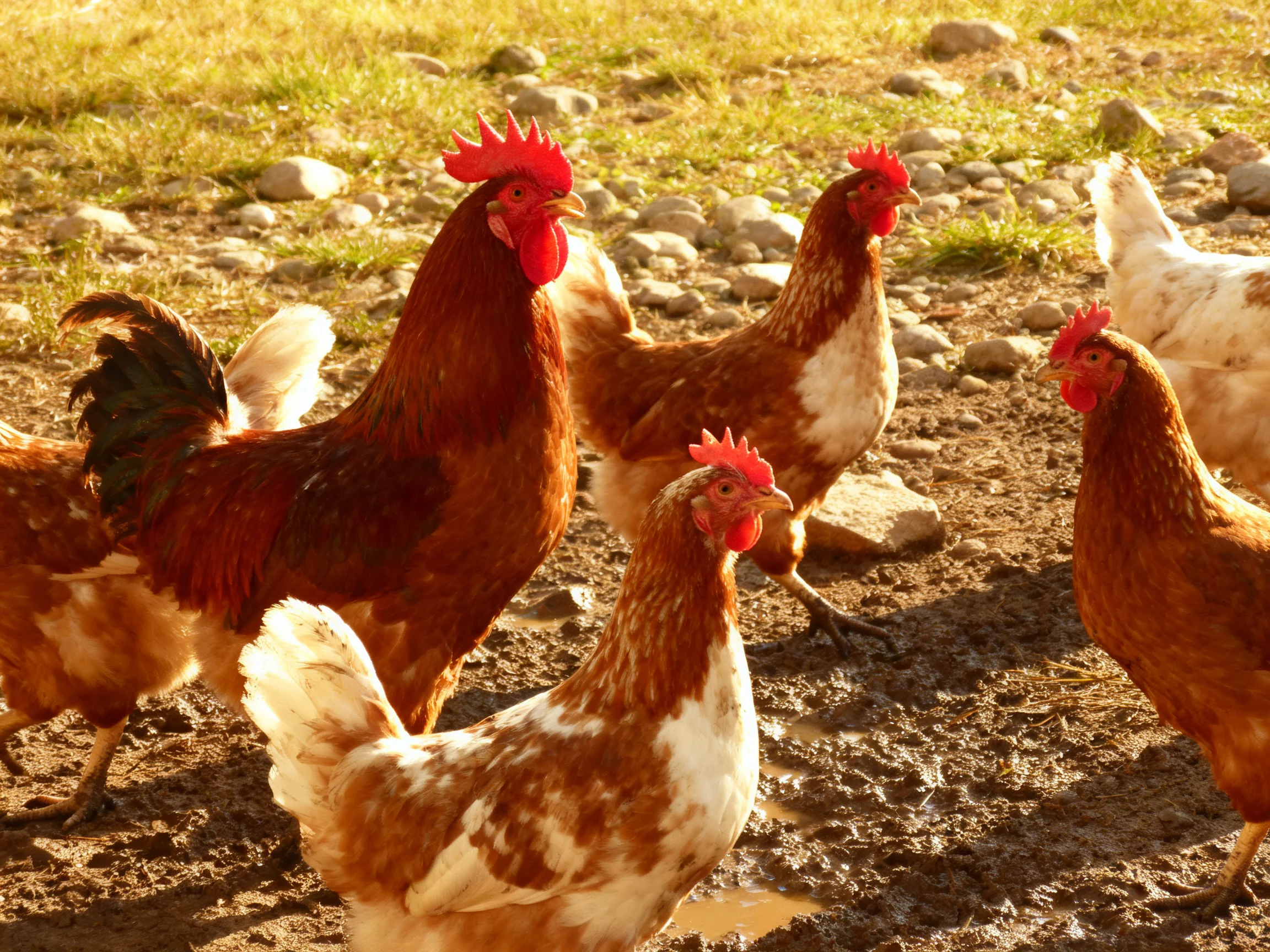 Five brown and white chickens foraging in a rocky, muddy outdoor setting