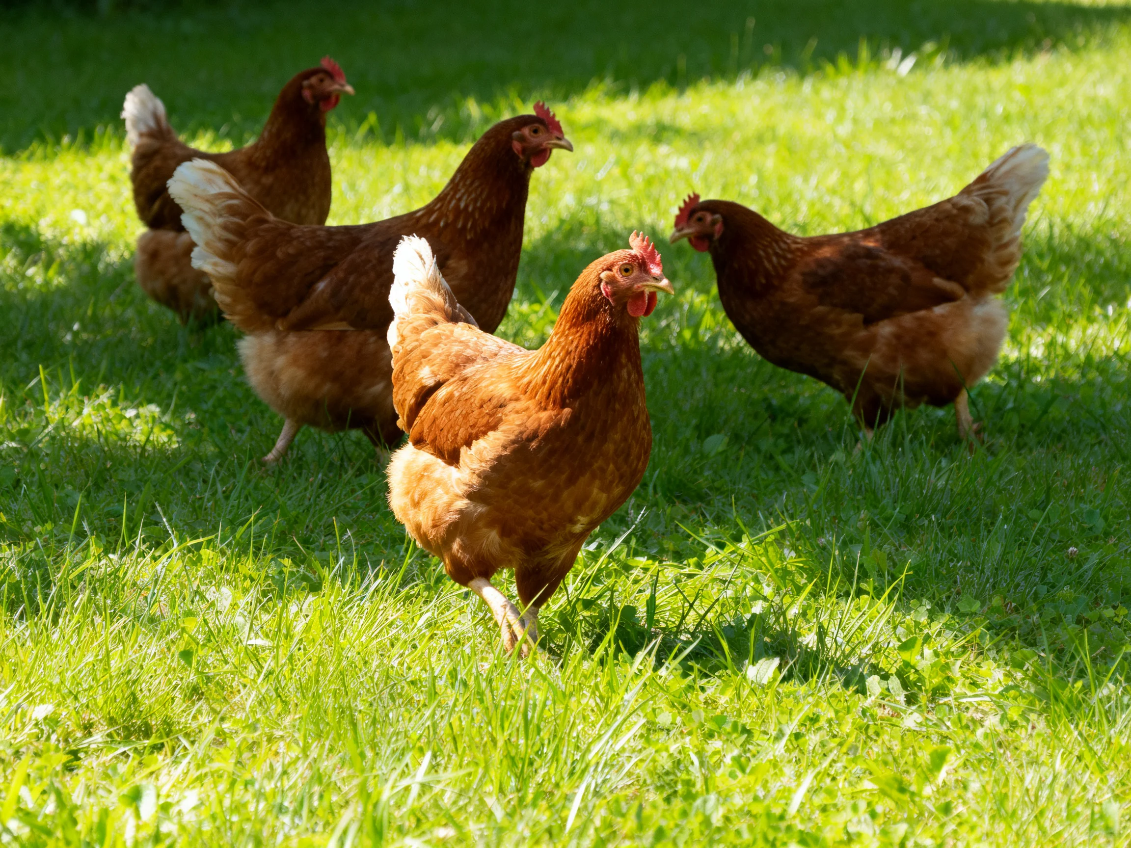 Five brown hens foraging in lush green grass under bright sunlight