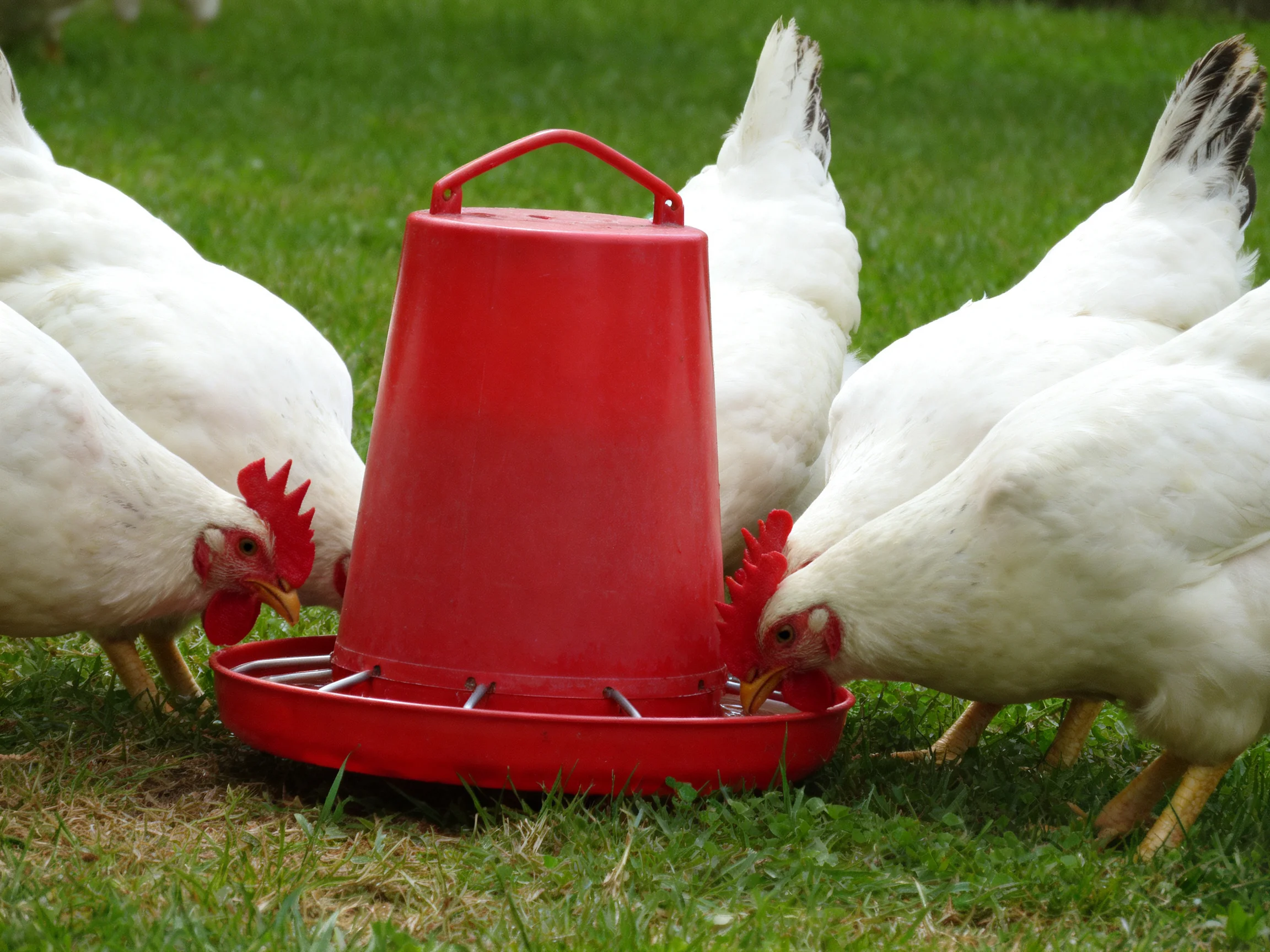 Five white chickens gather around a bright red feeder on green grass