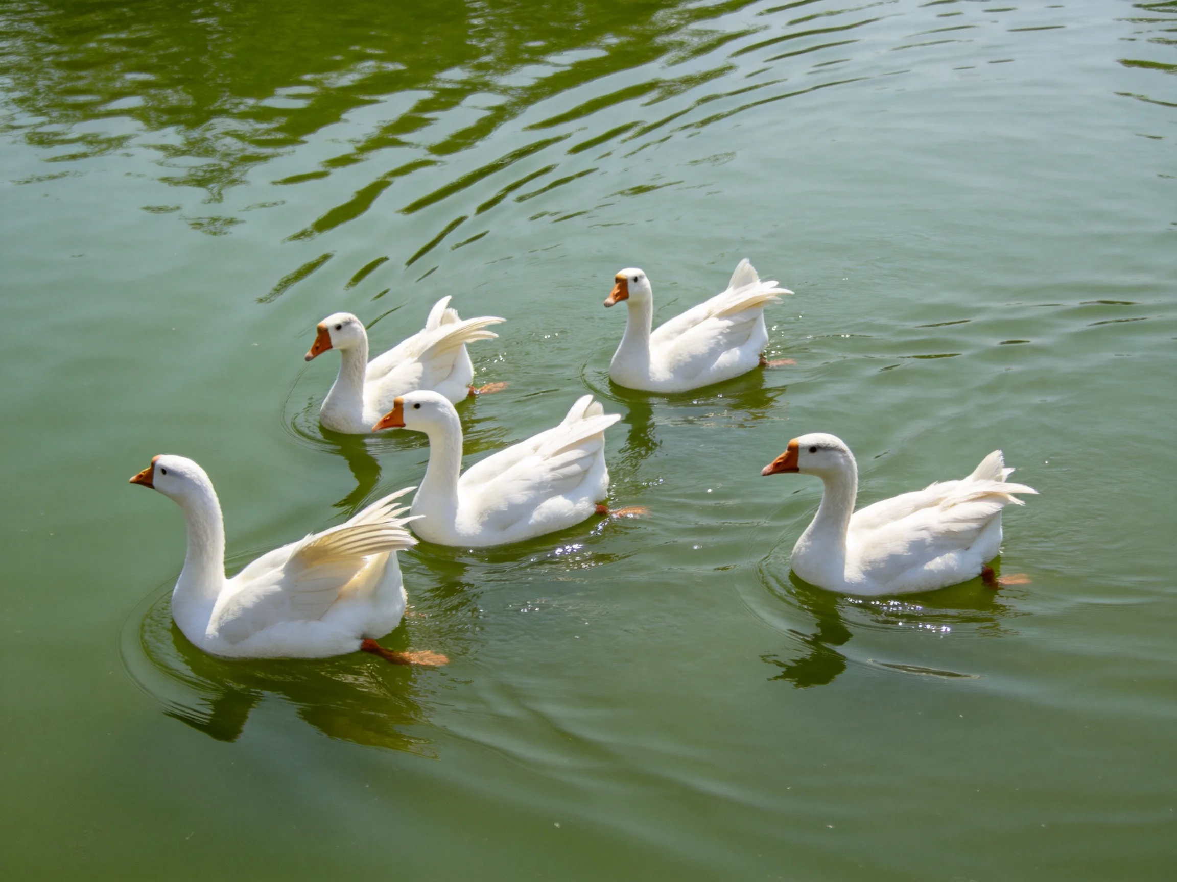 Five white geese swim gracefully in calm greenish water