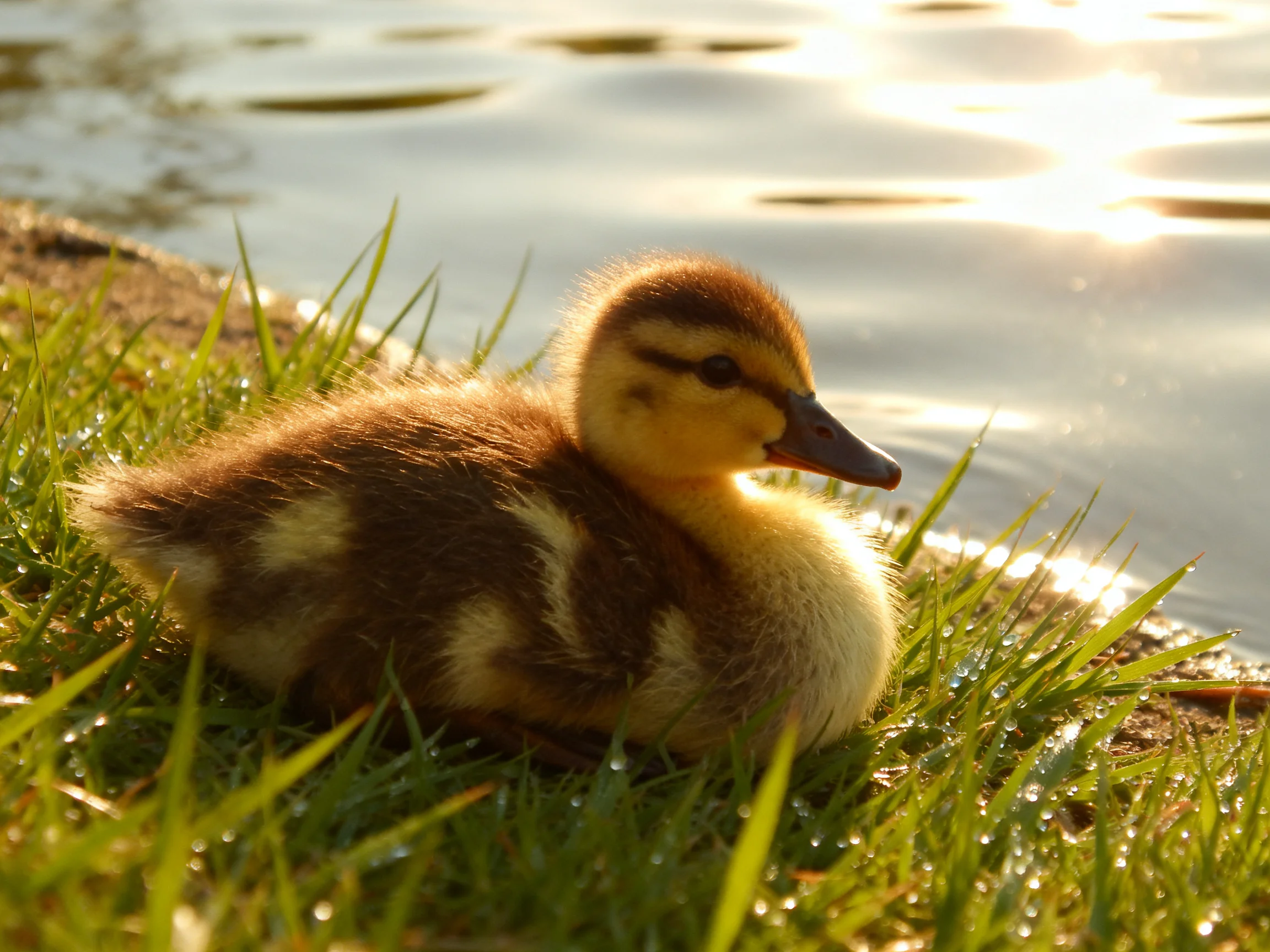 Fluffy brown and yellow duckling rests on green grass by sunlit water