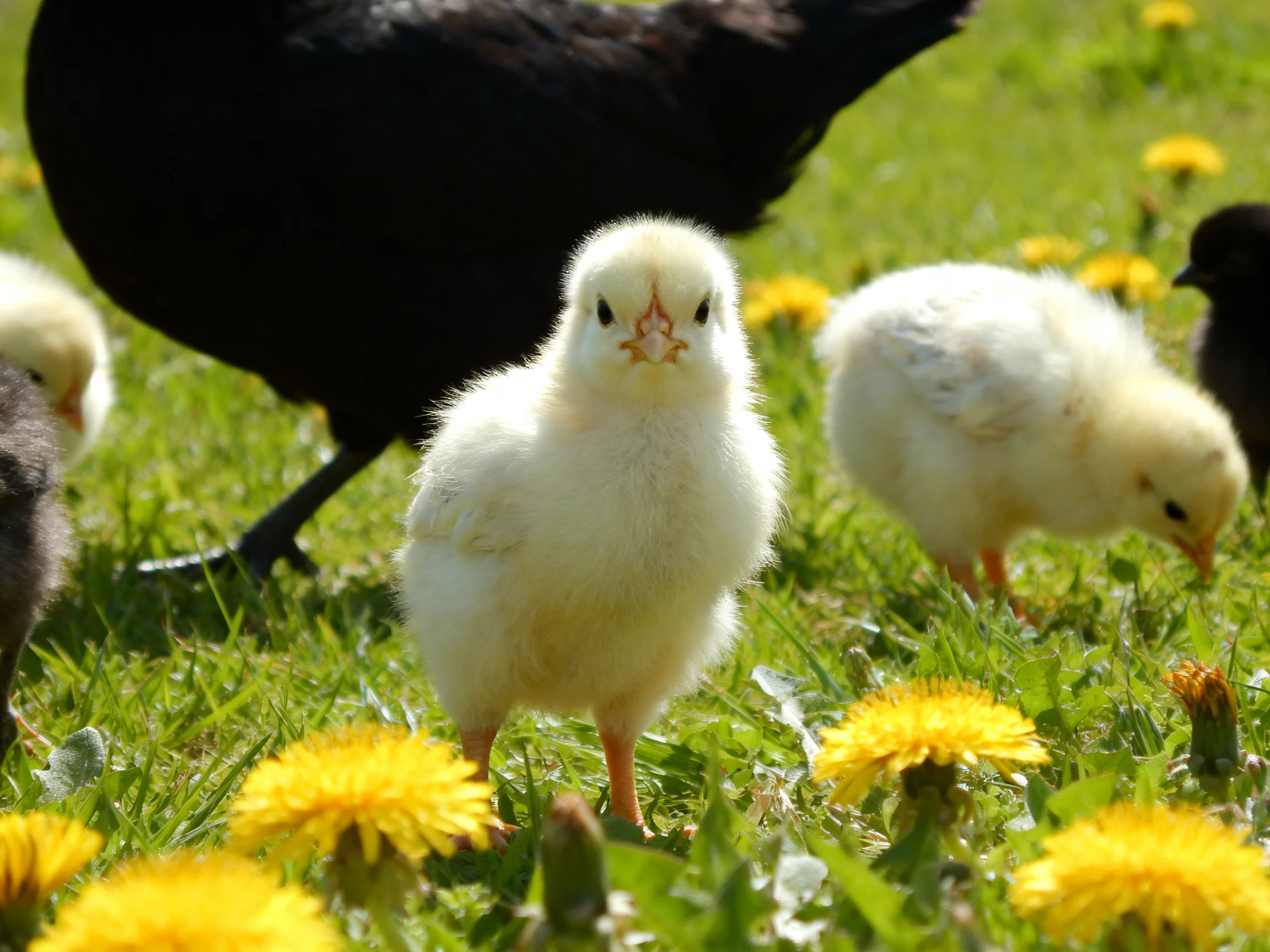 Fluffy chicks, a black hen, and yellow dandelions in green grass
