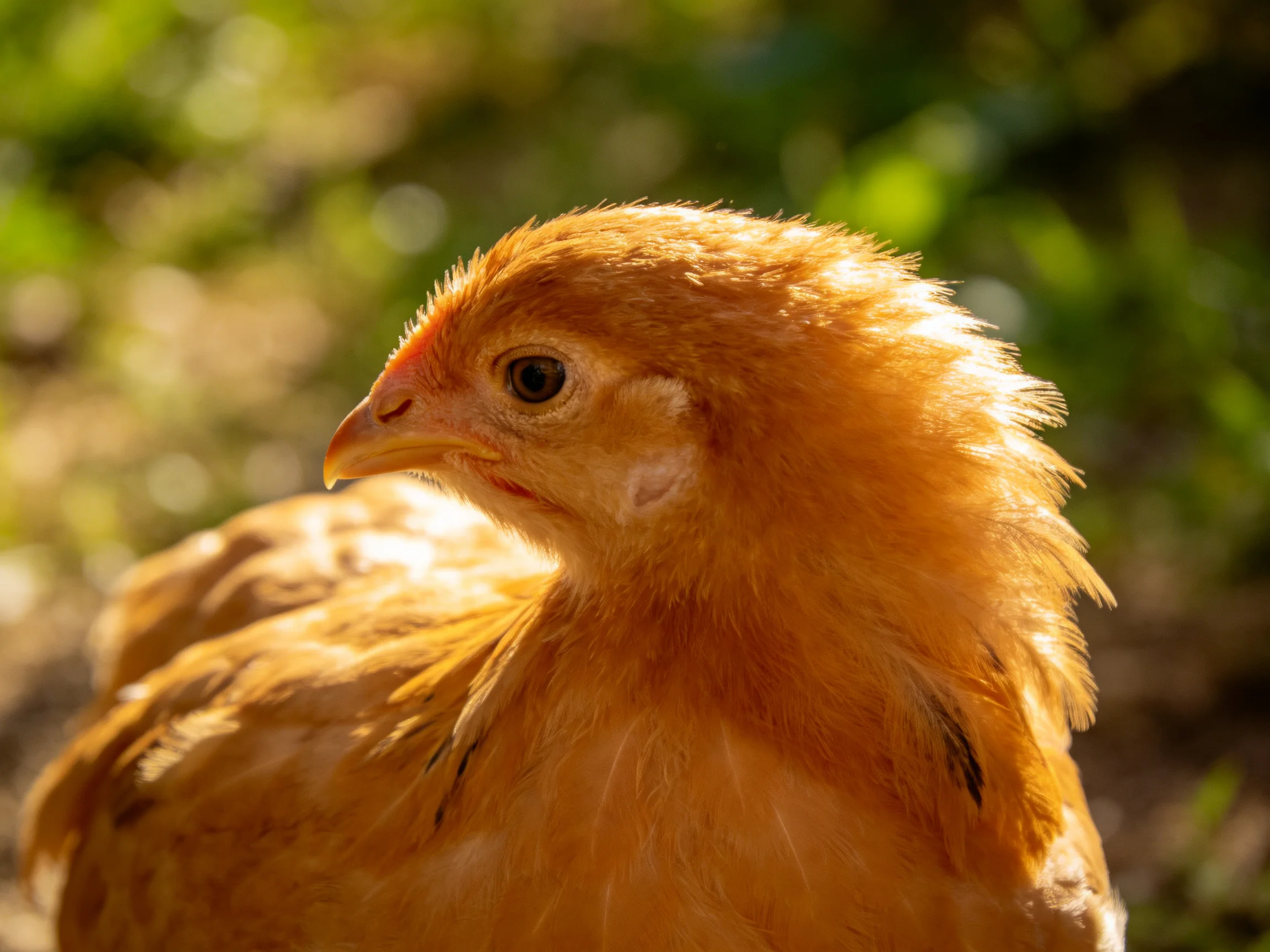 Fluffy golden-brown chick bathed in warm sunlight outdoors