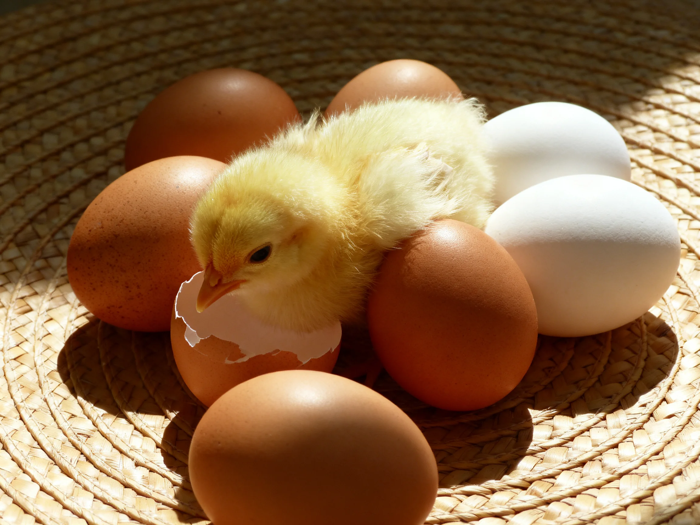 Fluffy yellow chick hatches among brown and white eggs in woven basket