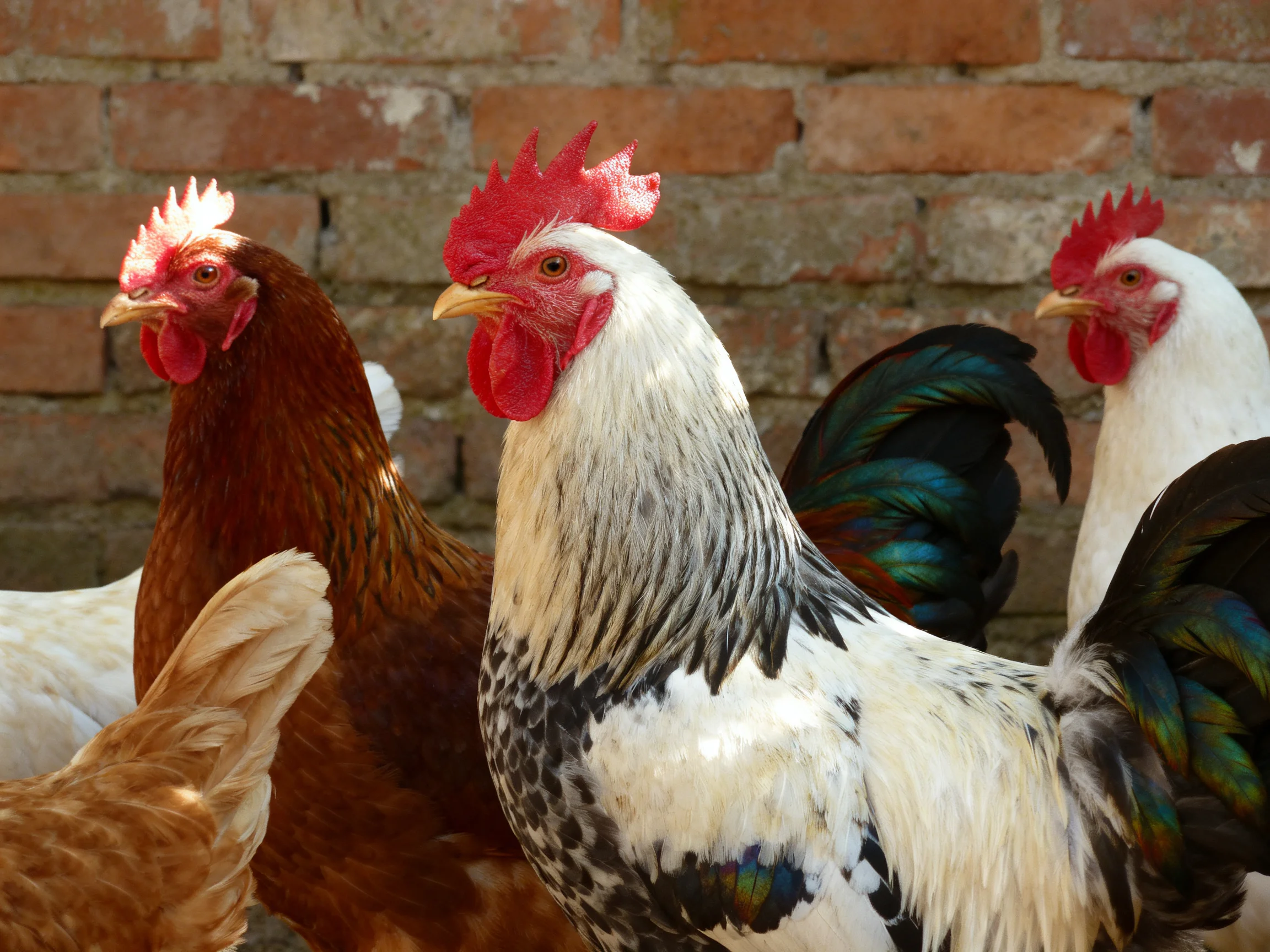 Four chickens with diverse plumage by an aged brick wall