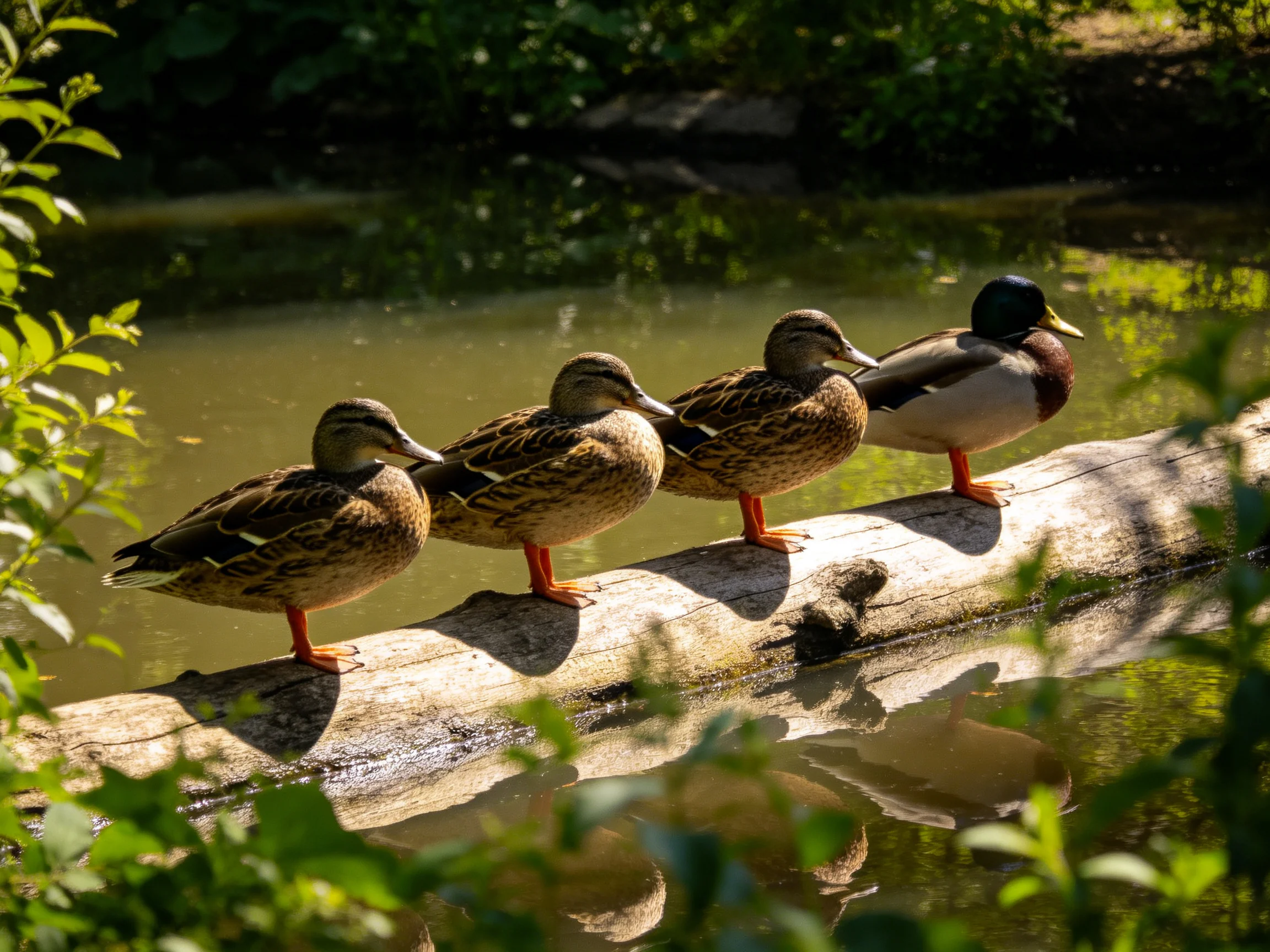 Four ducks, one with a dark head, stand on a log by calm water