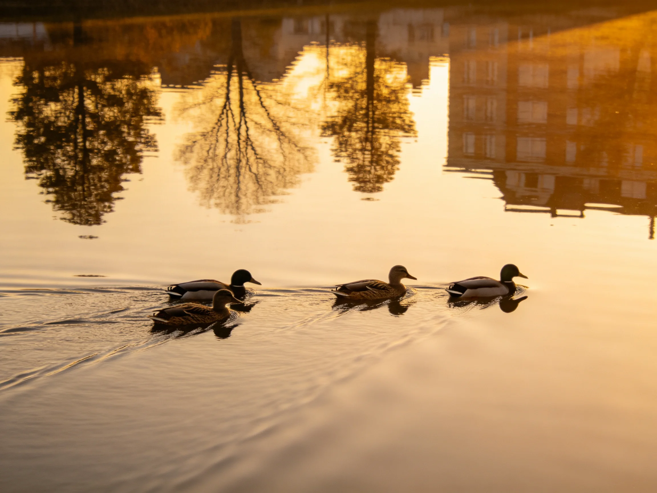 Four ducks swim in calm water with golden sunset reflections of trees and buildings