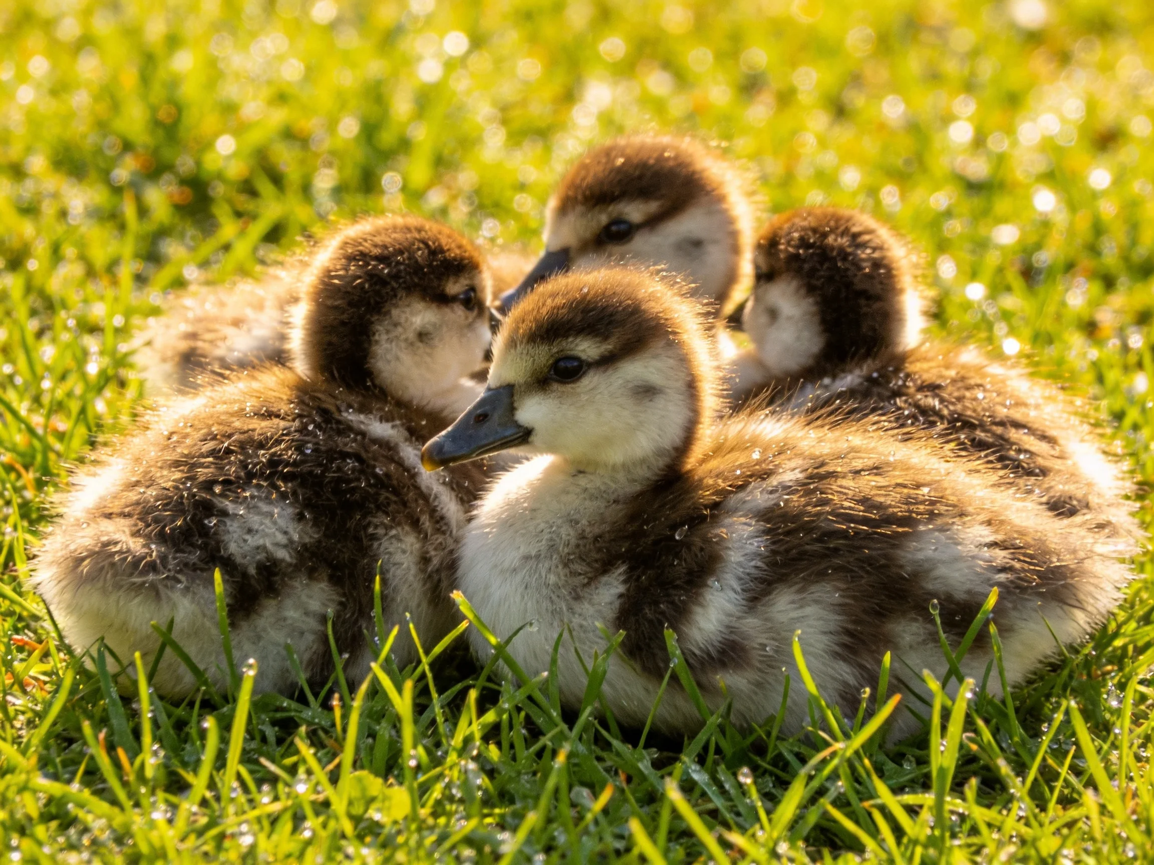 Four fluffy brown and white ducklings huddled on sunlit green grass