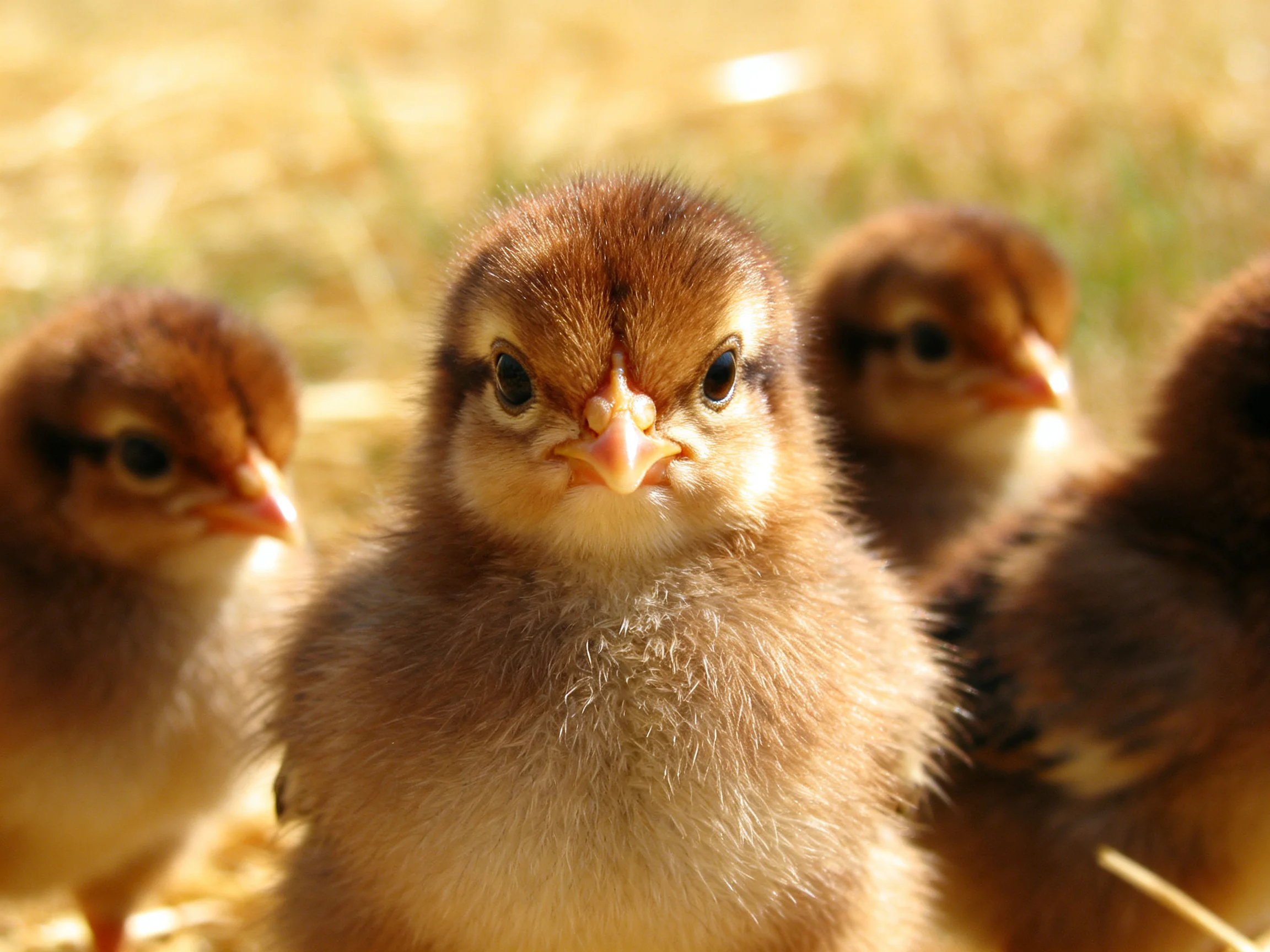 Four fluffy brown chicks gather closely in a sunlit outdoor area