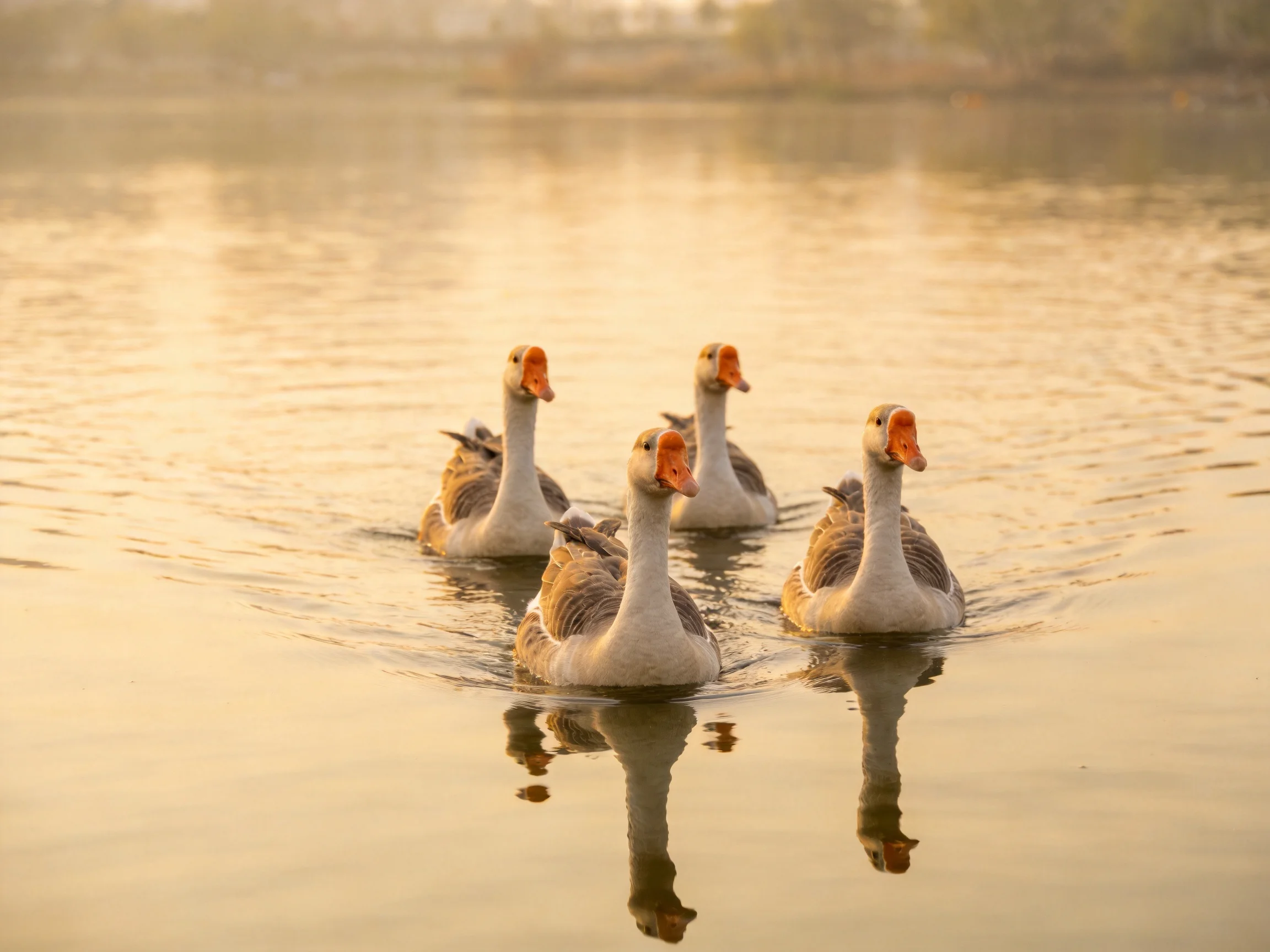 Four geese swim in calm water with golden reflections