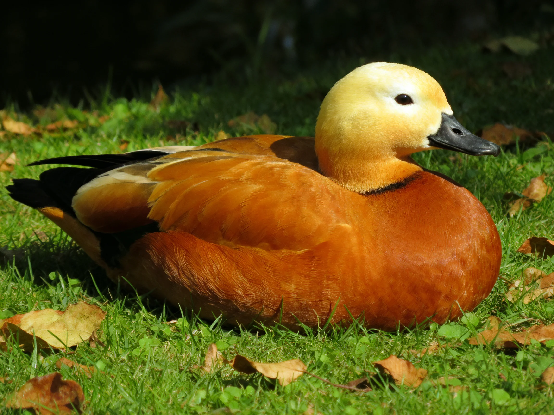 A golden-headed duck rests on green grass surrounded by fallen leaves.
