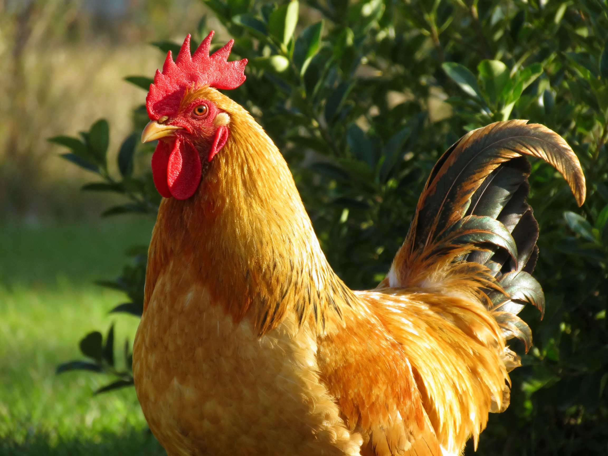 A golden rooster with a bright red comb stands beside lush green bushes.