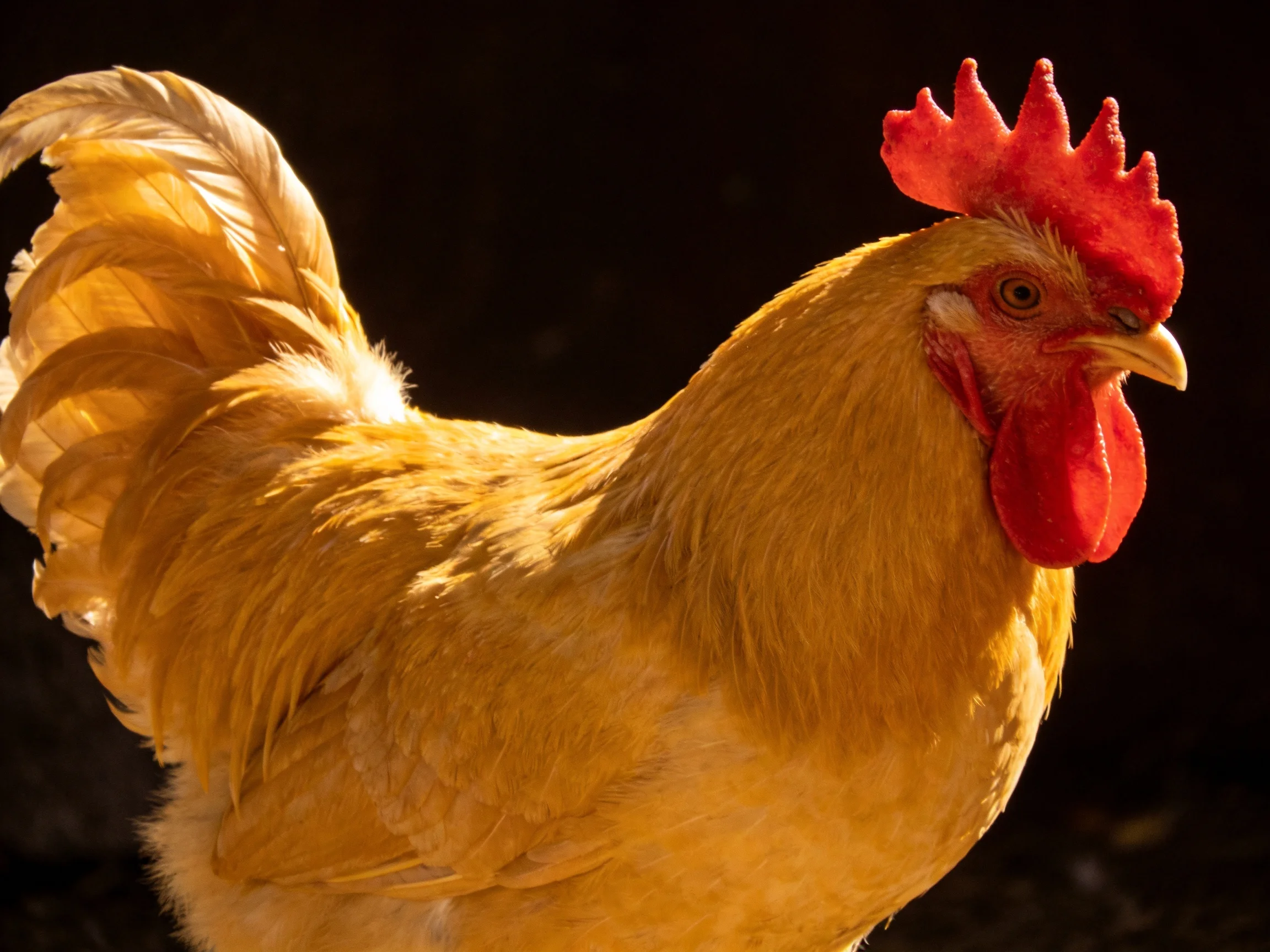 Golden rooster with vivid red comb and detailed plumage