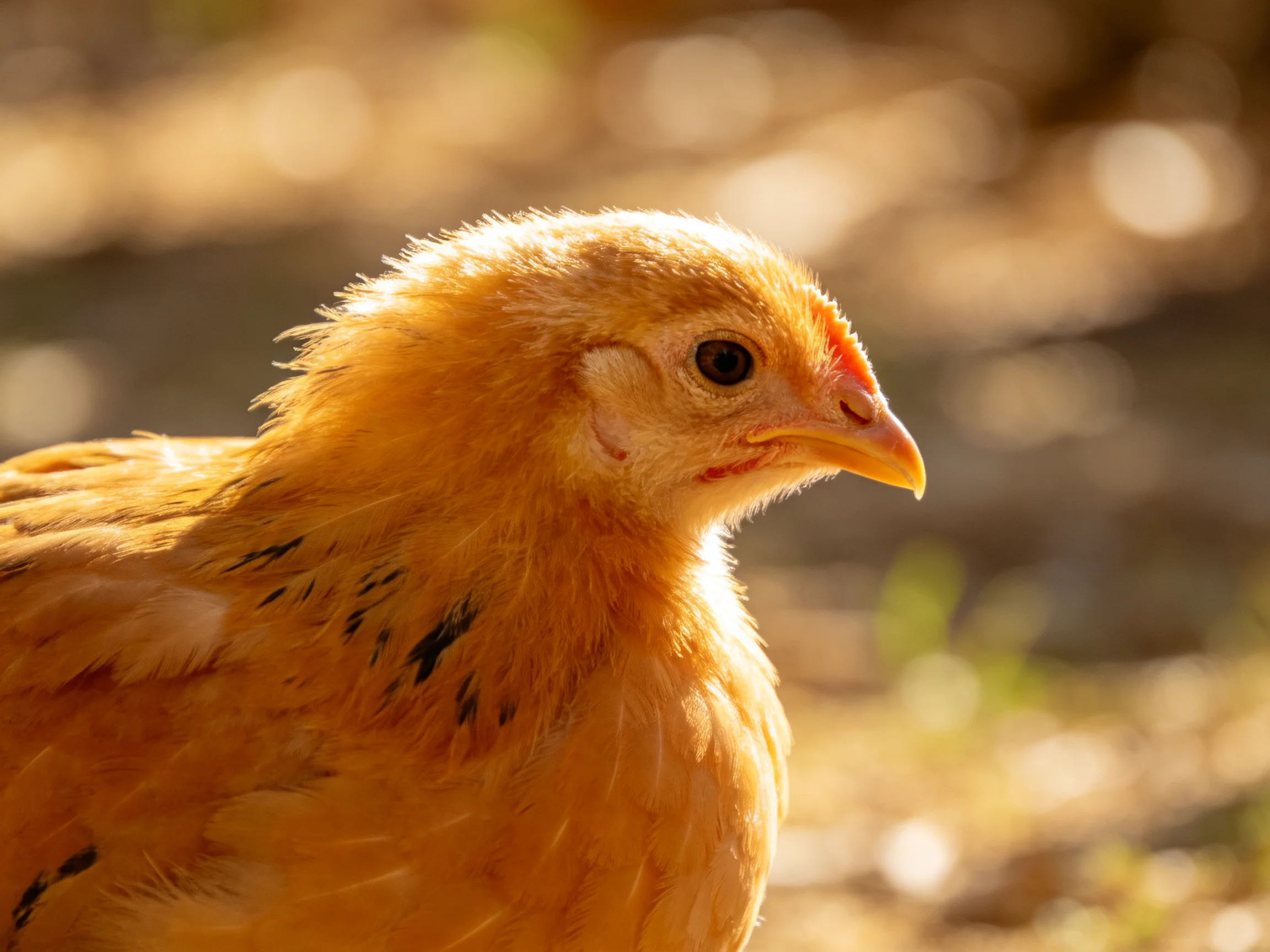 Golden-yellow chick with black feather markings in sunlit natural setting