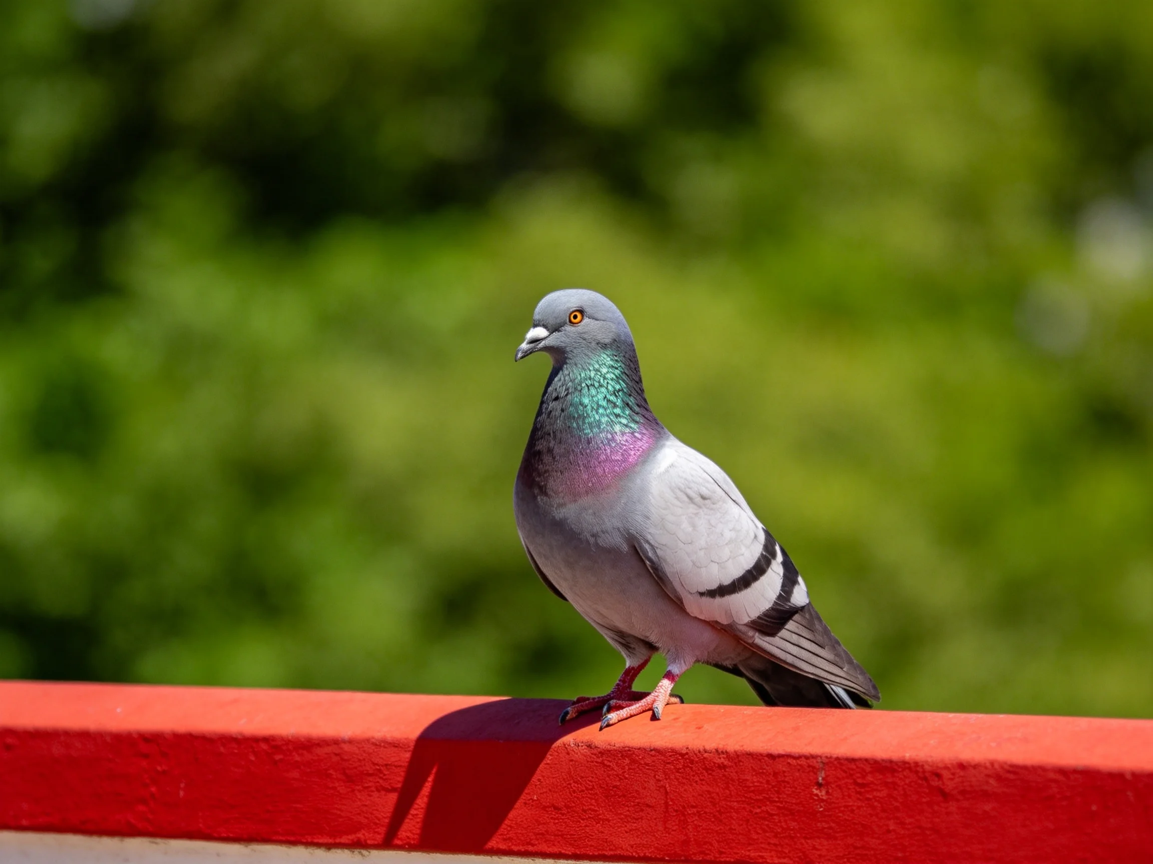 Gray and iridescent pigeon perches on bright red railing with green backdrop