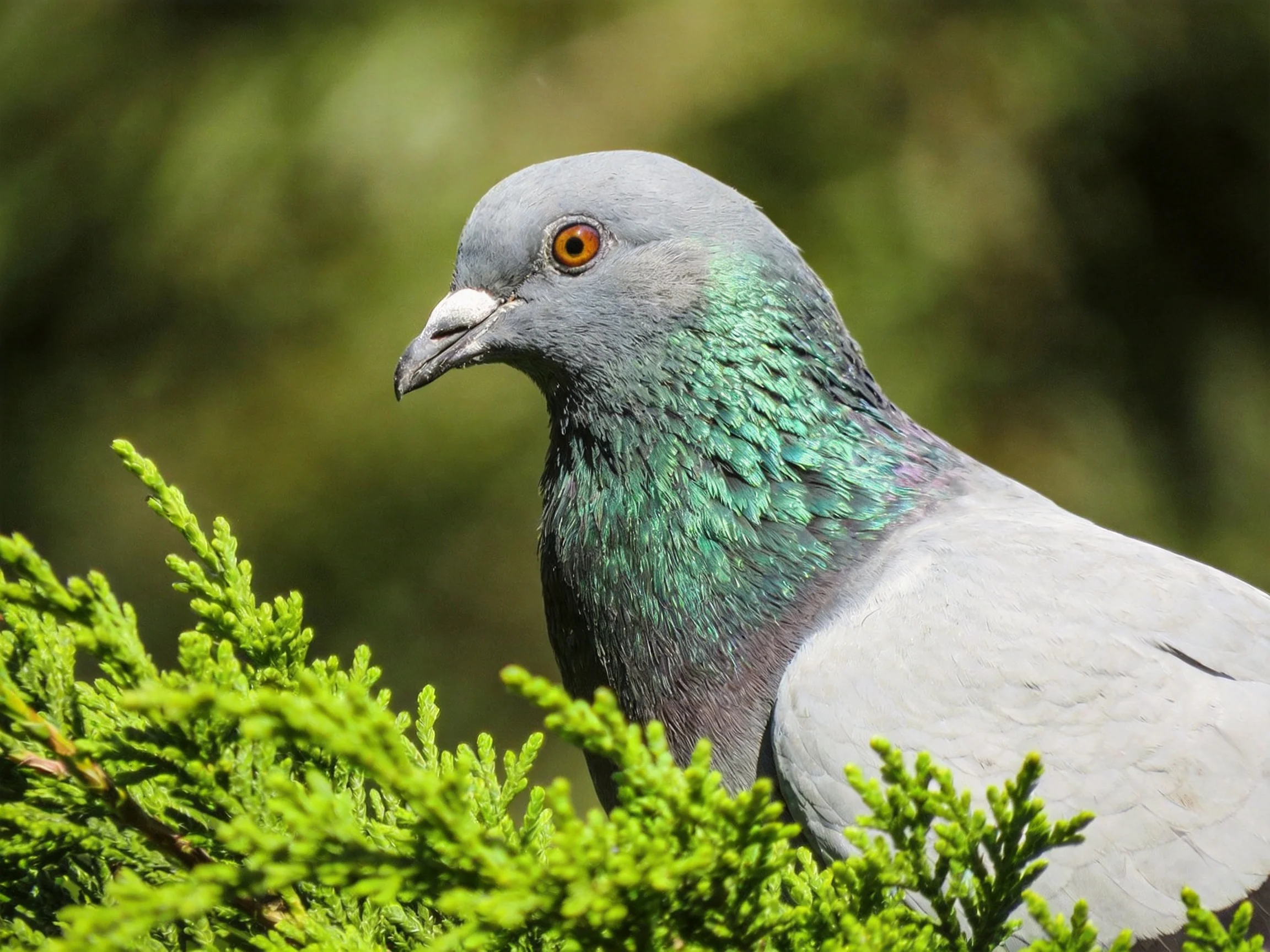Gray pigeon with iridescent teal neck near lush green evergreen branches