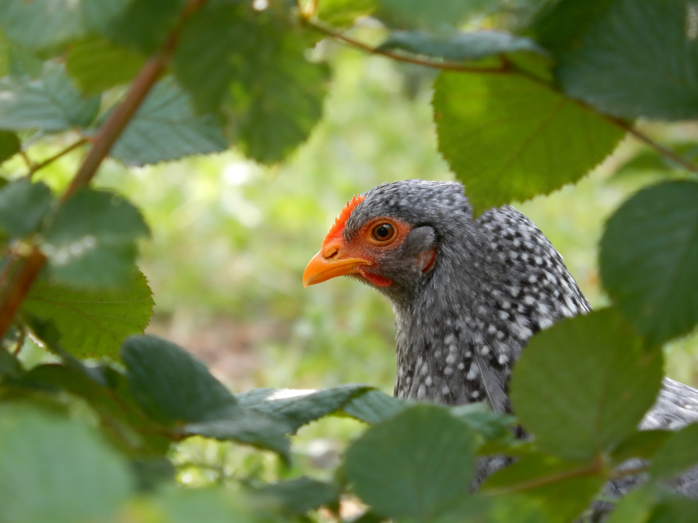 Gray-spotted bird with orange beak hiding among green foliage