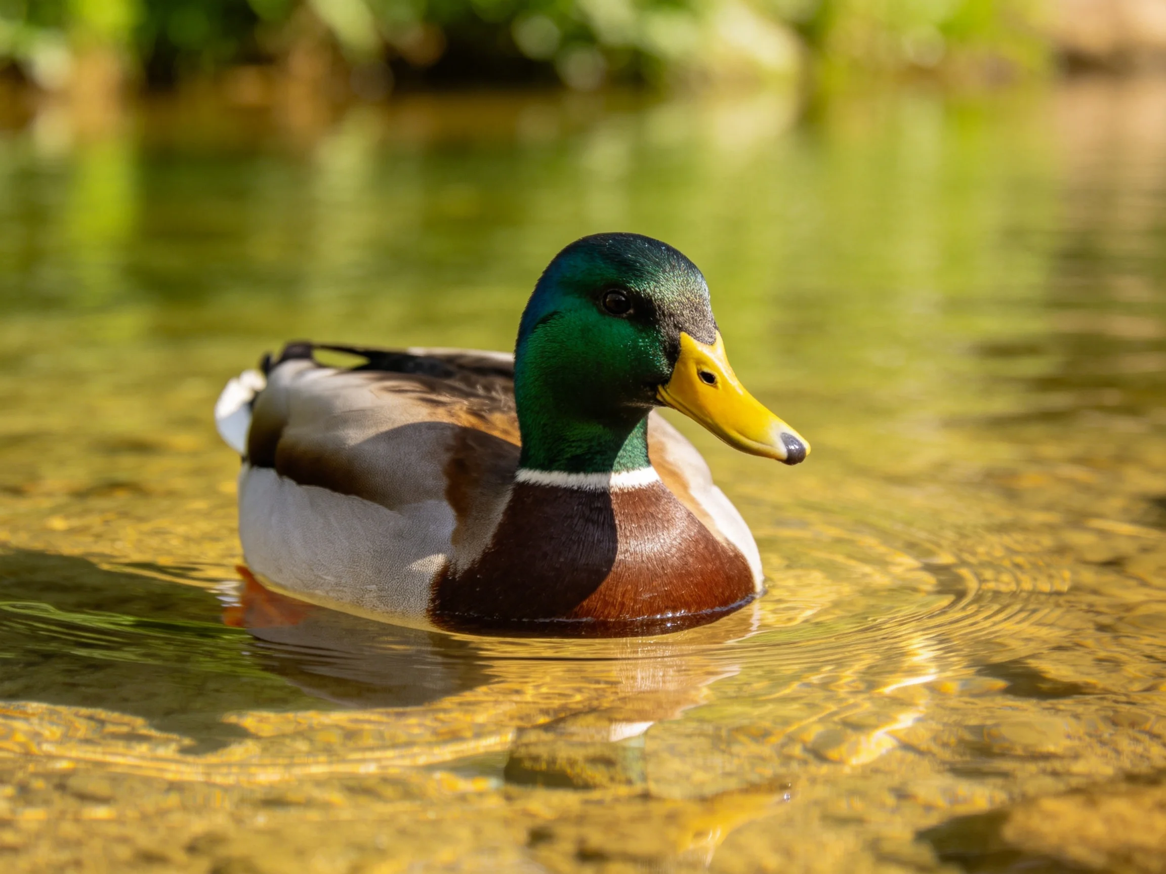 Green-headed duck swims in clear golden water
