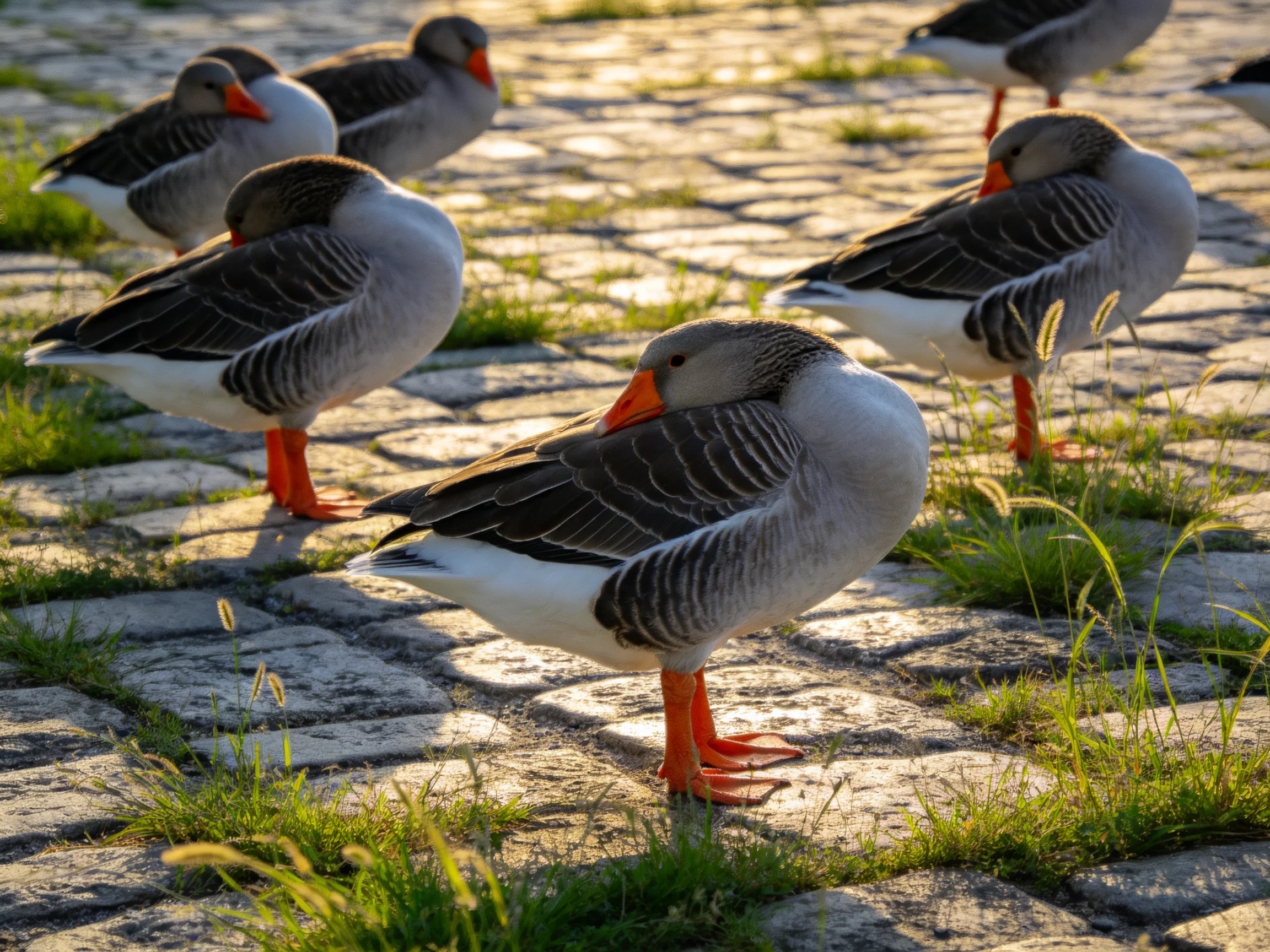 Group of seven geese with orange beaks resting on cobblestone pavement