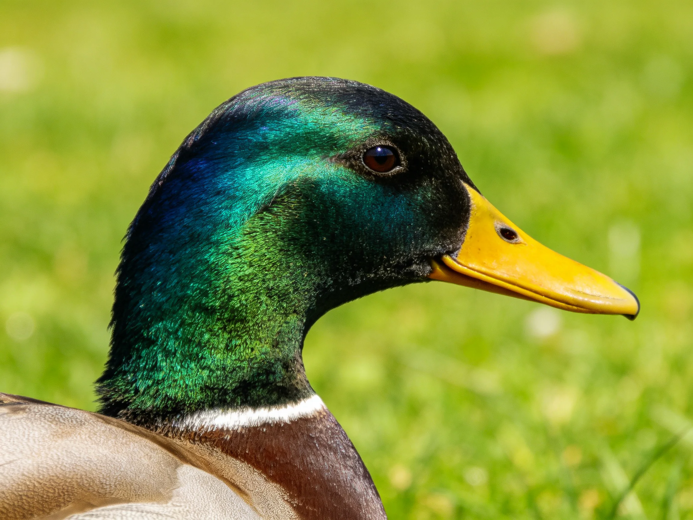 Iridescent green-headed duck with bright yellow bill and brown plumage