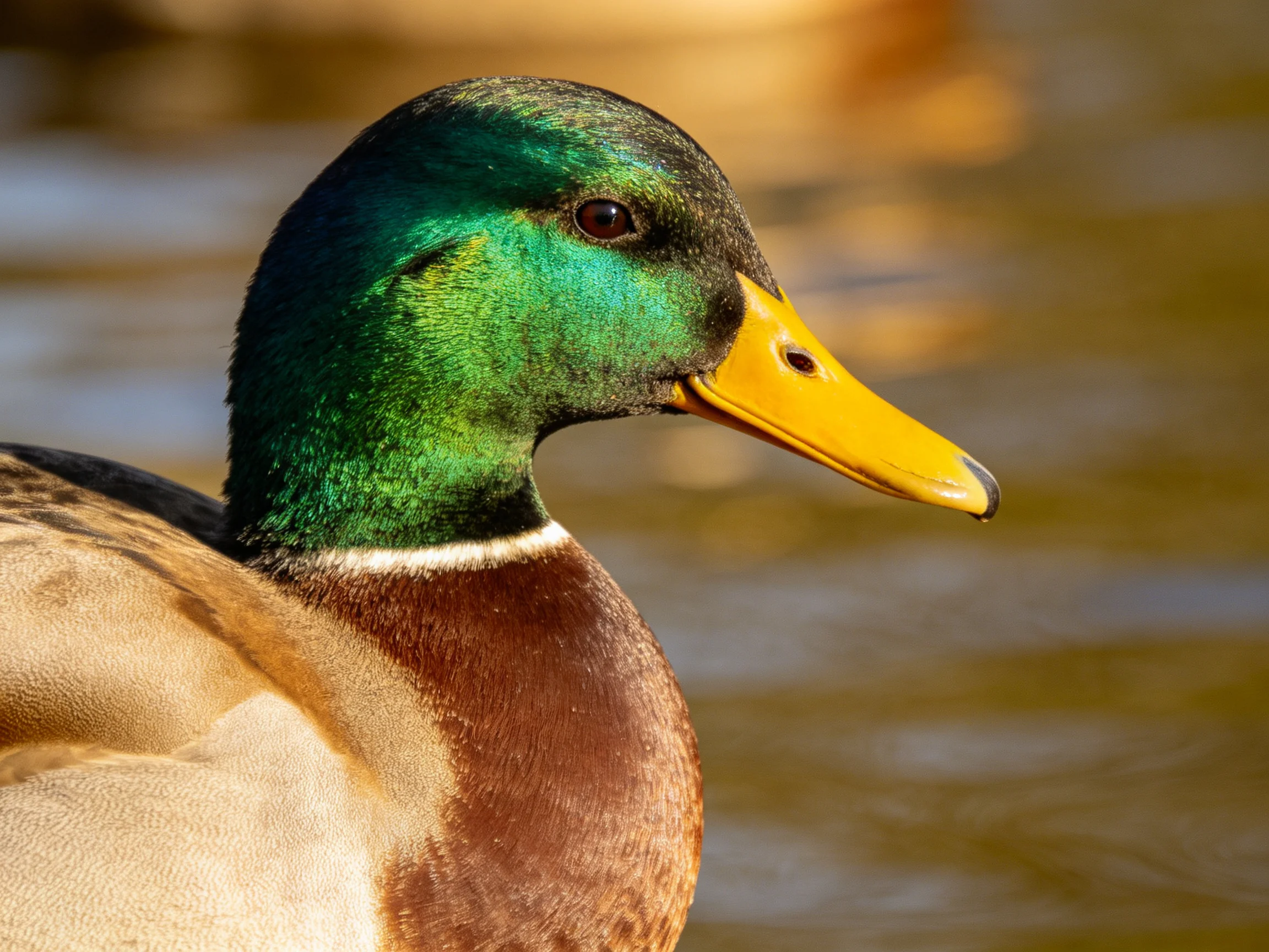 Iridescent green-headed duck with bright yellow bill near water