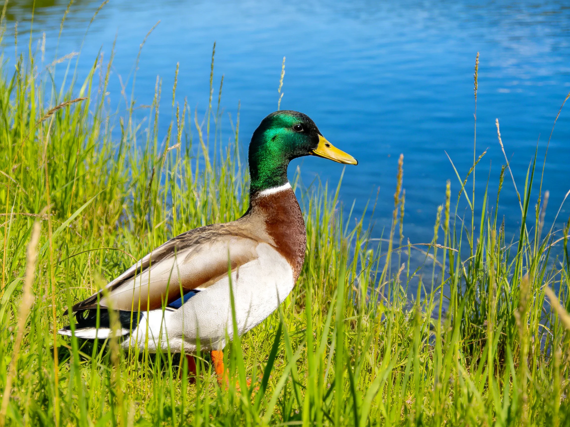 Male mallard duck with green head near blue water and tall grass