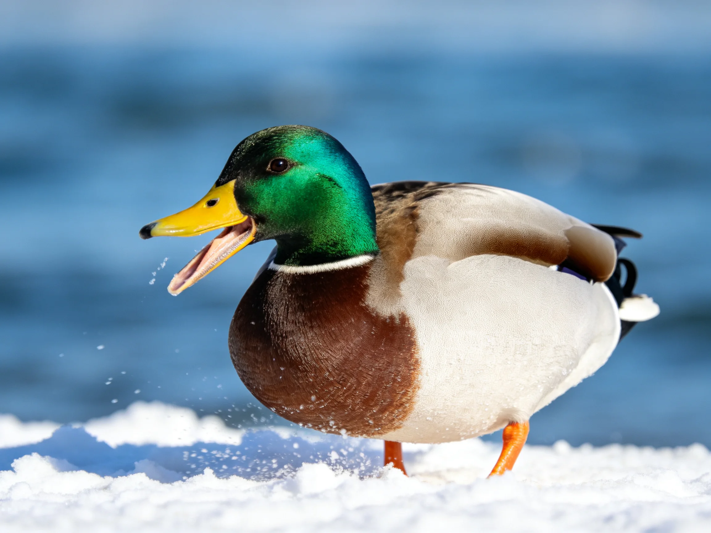 Mallard duck with green head, yellow beak, walking on snow near blue water
