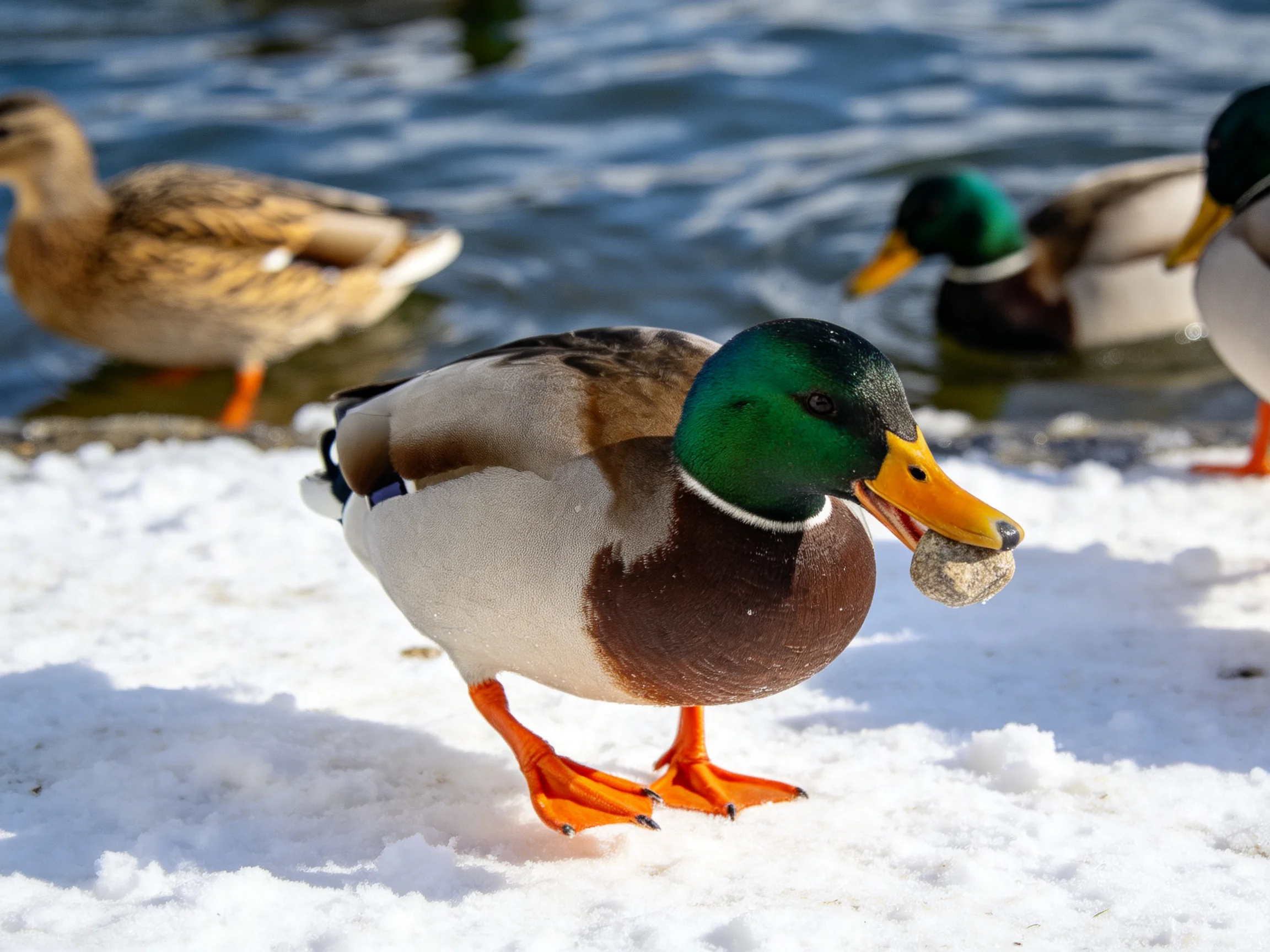 Mallard ducks near icy water, one carries a small stone