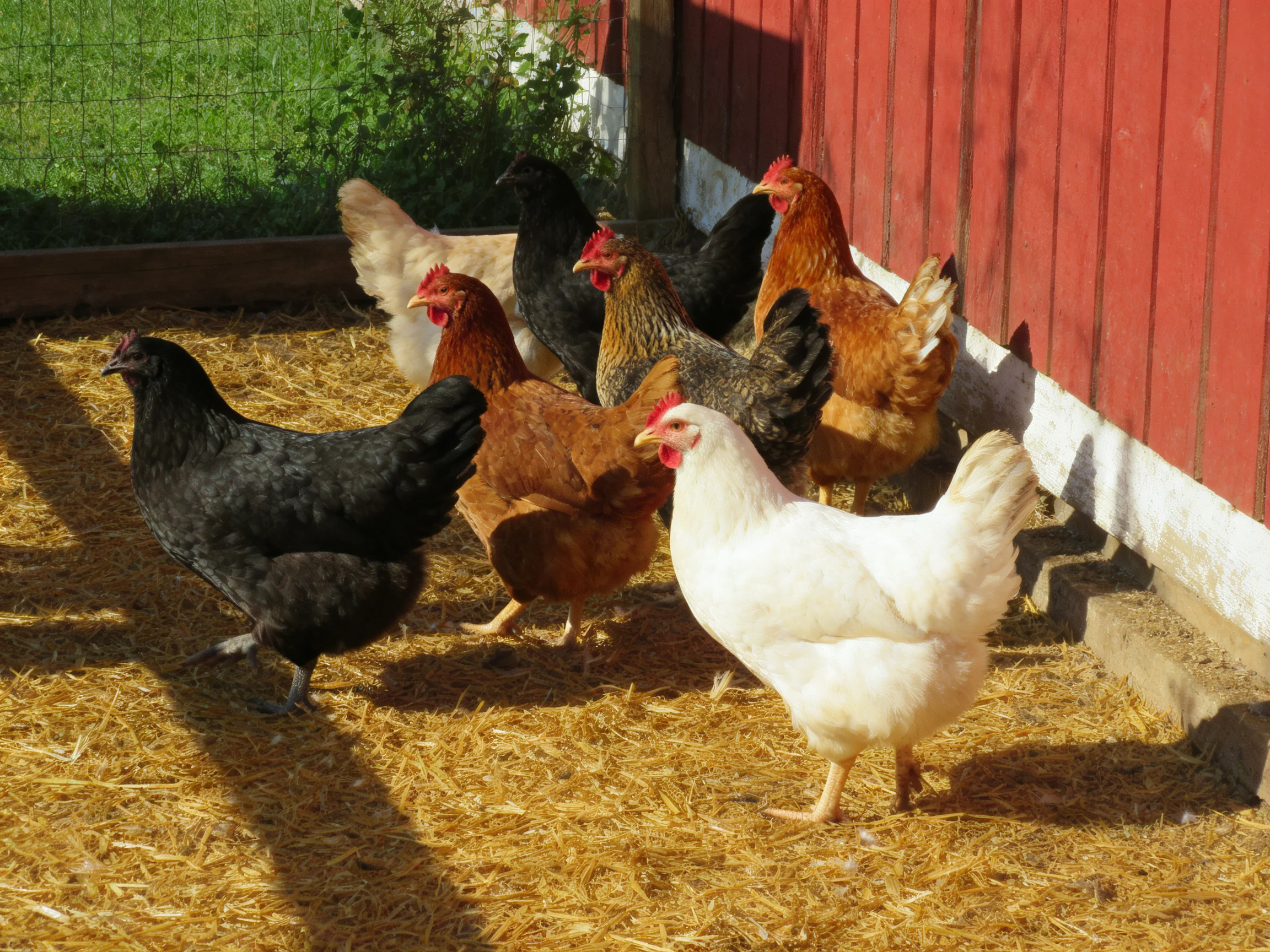 Multiple chickens of varying colors on straw near a red wooden structure