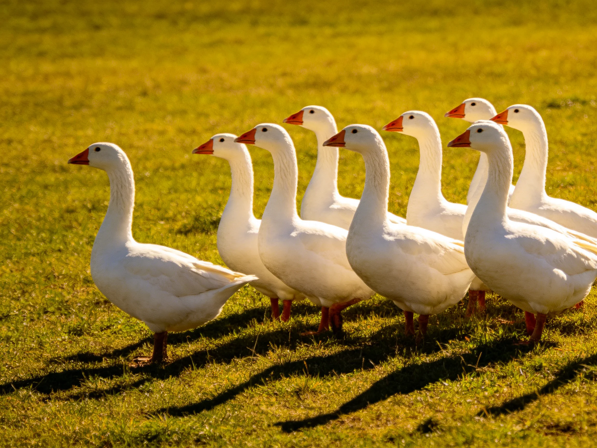 Nine white geese with orange beaks marching in formation on sunlit green grass