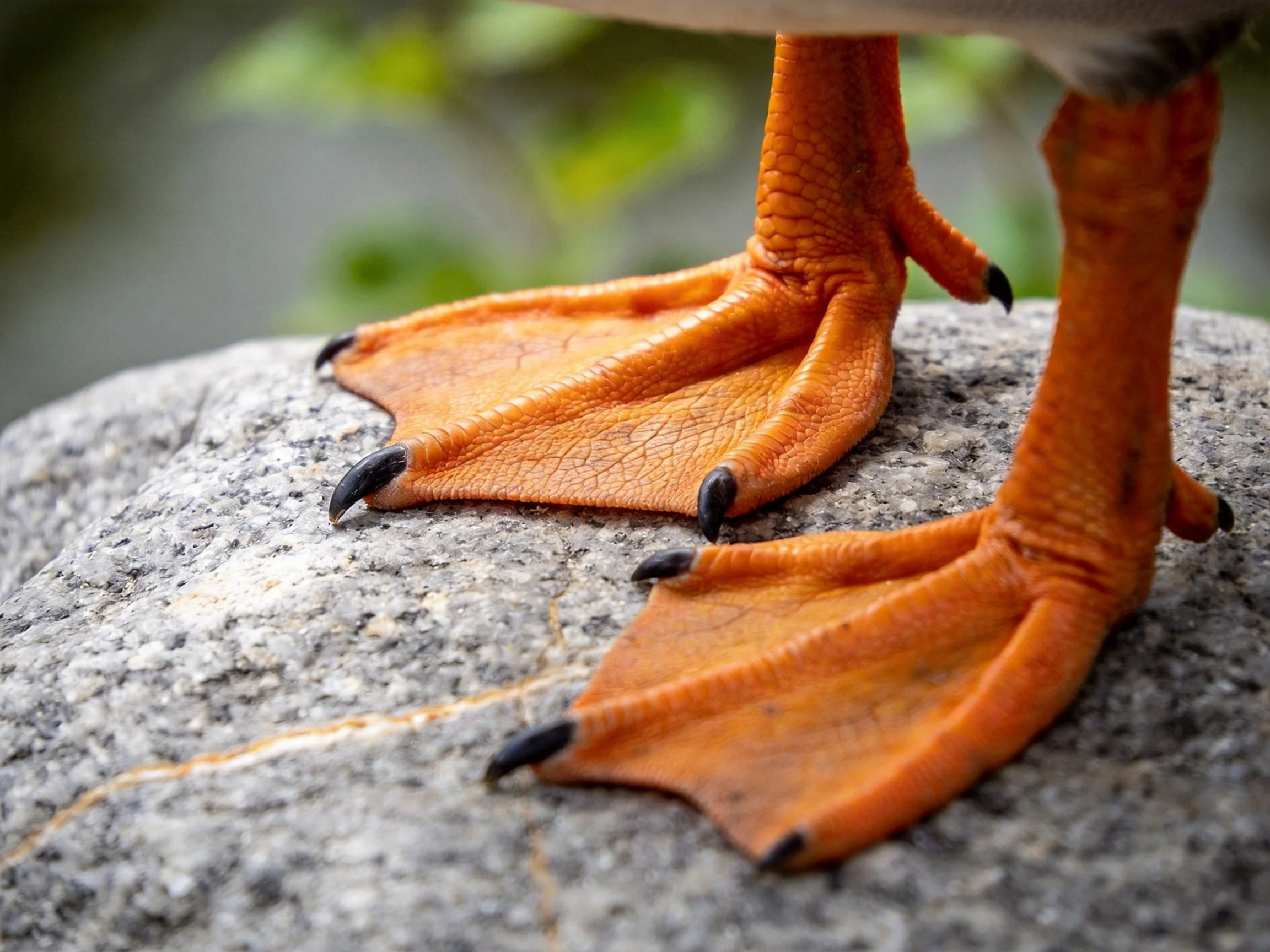 Orange webbed duck feet with black claws on a gray rock