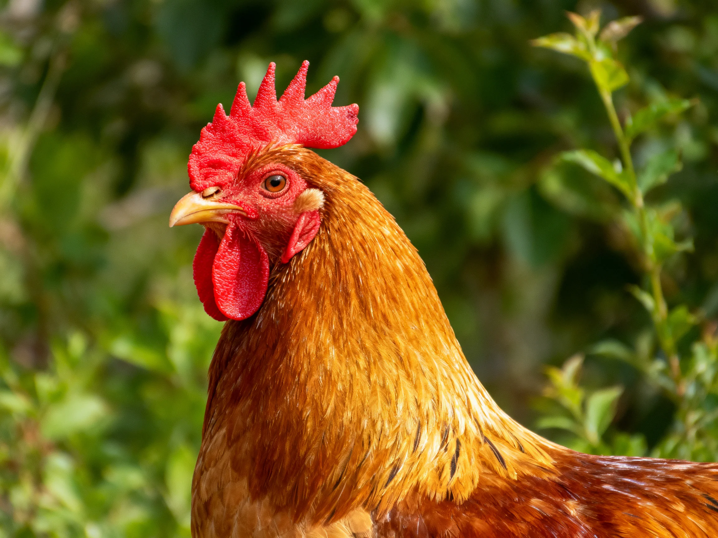 A rooster with a bright red comb is set against blurred green foliage.