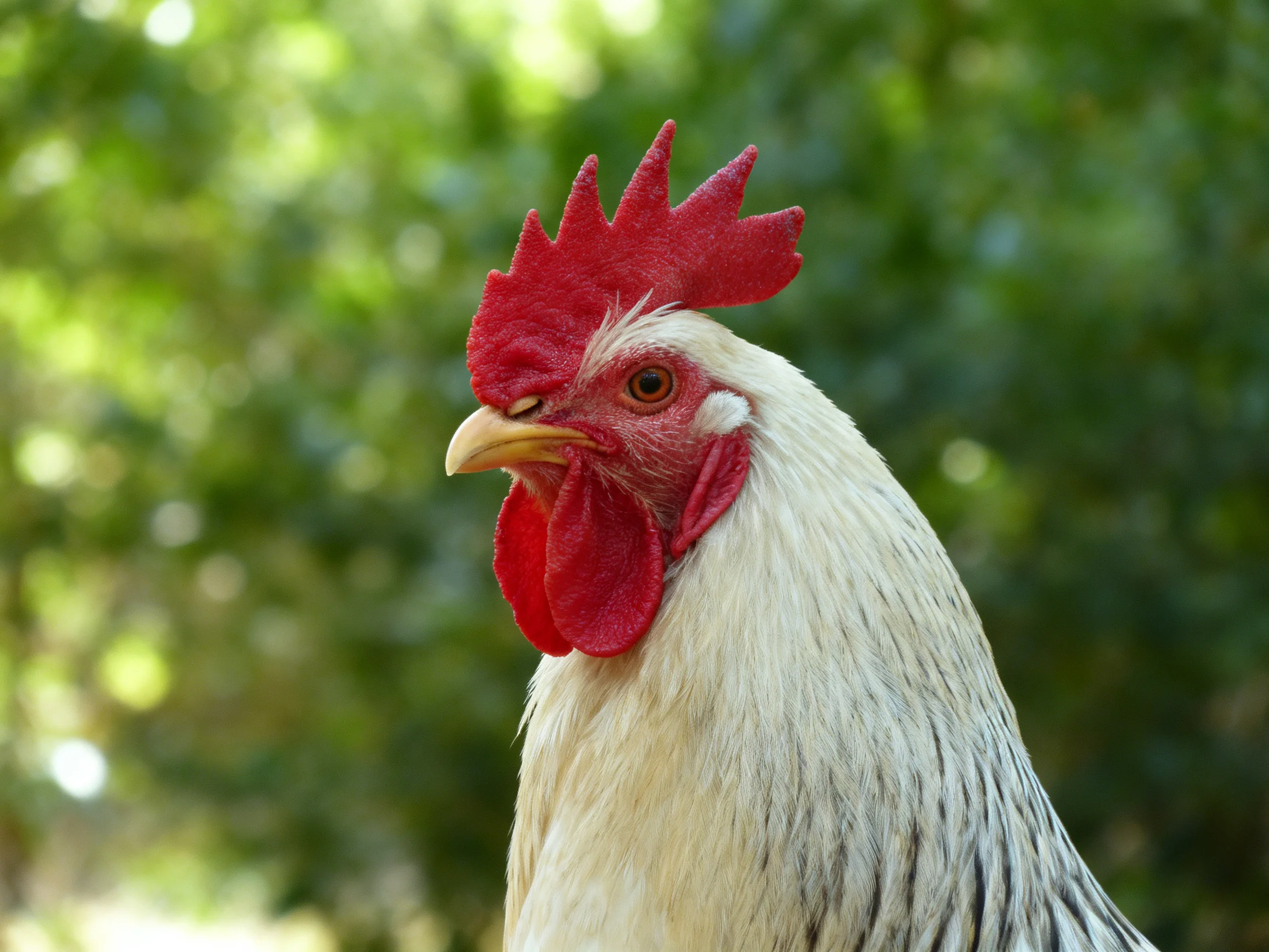A rooster with vivid red facial features stands out against a blurred green background.