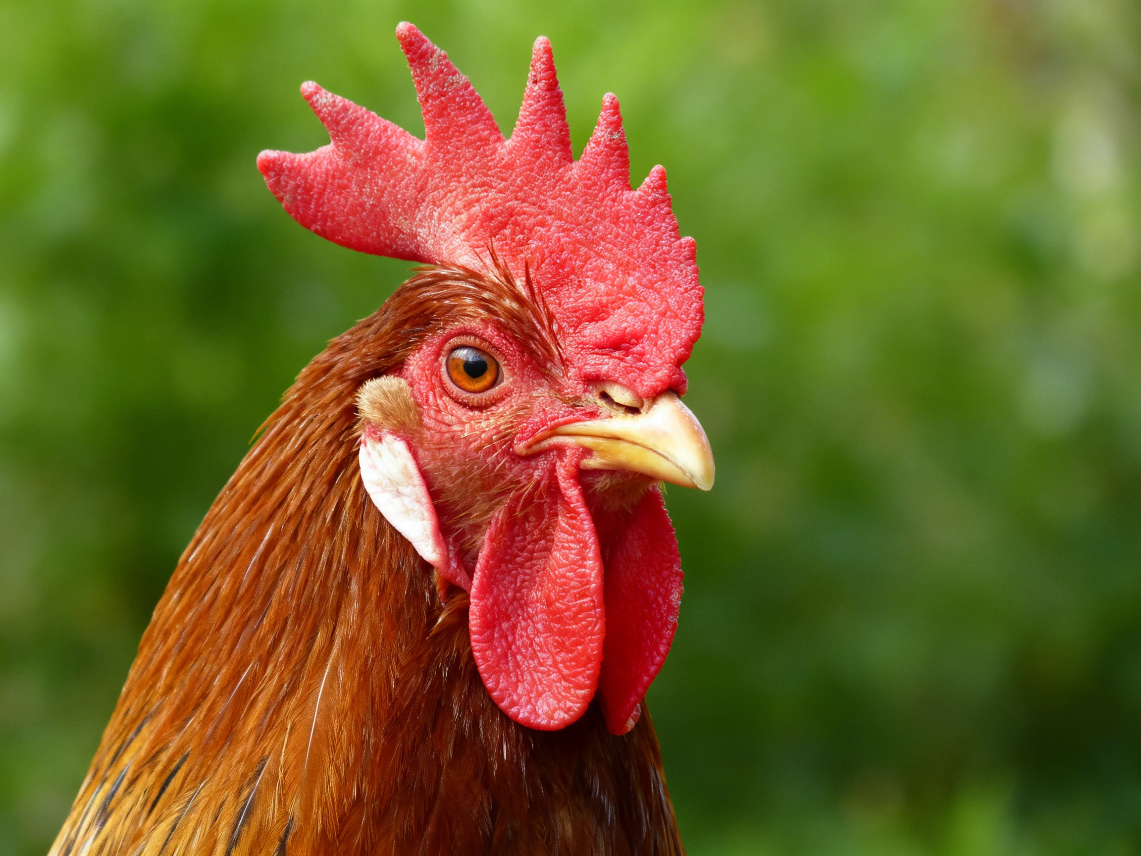 Rooster with striking red comb and rich brown plumage near greenery