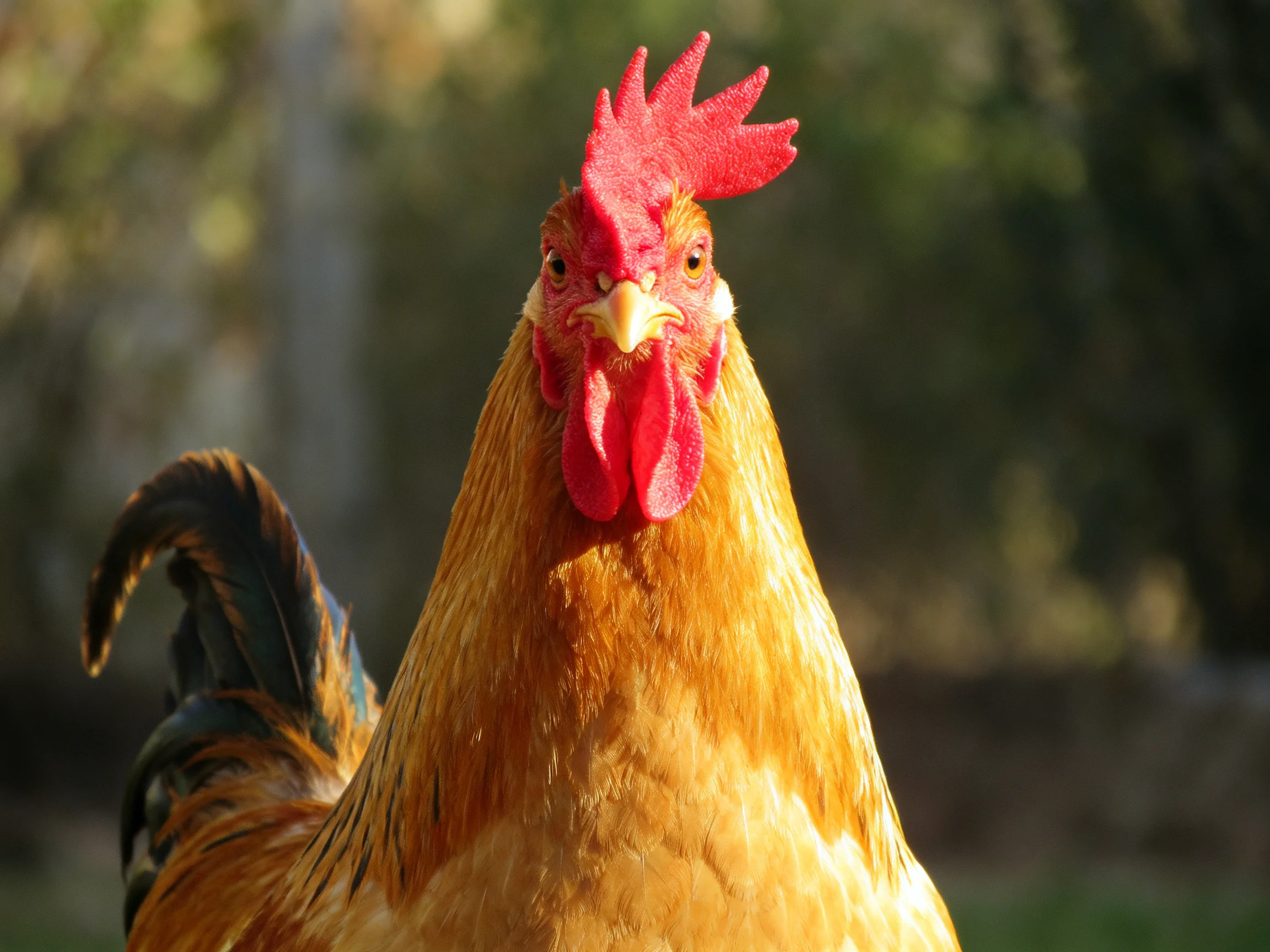 Rooster is centered in sharp focus with blurred natural background
