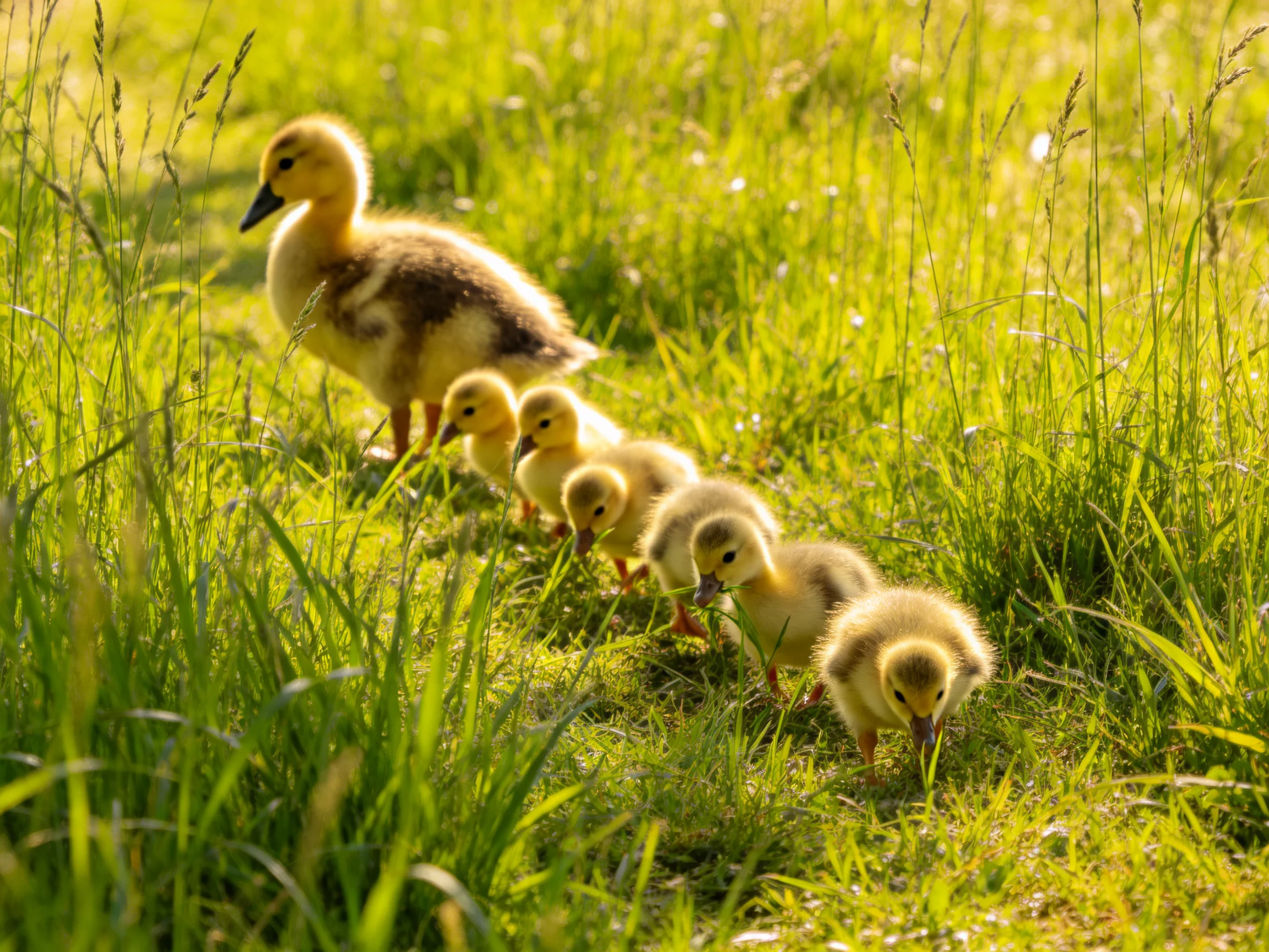 Seven ducklings follow adult duck through sunlit tall grass