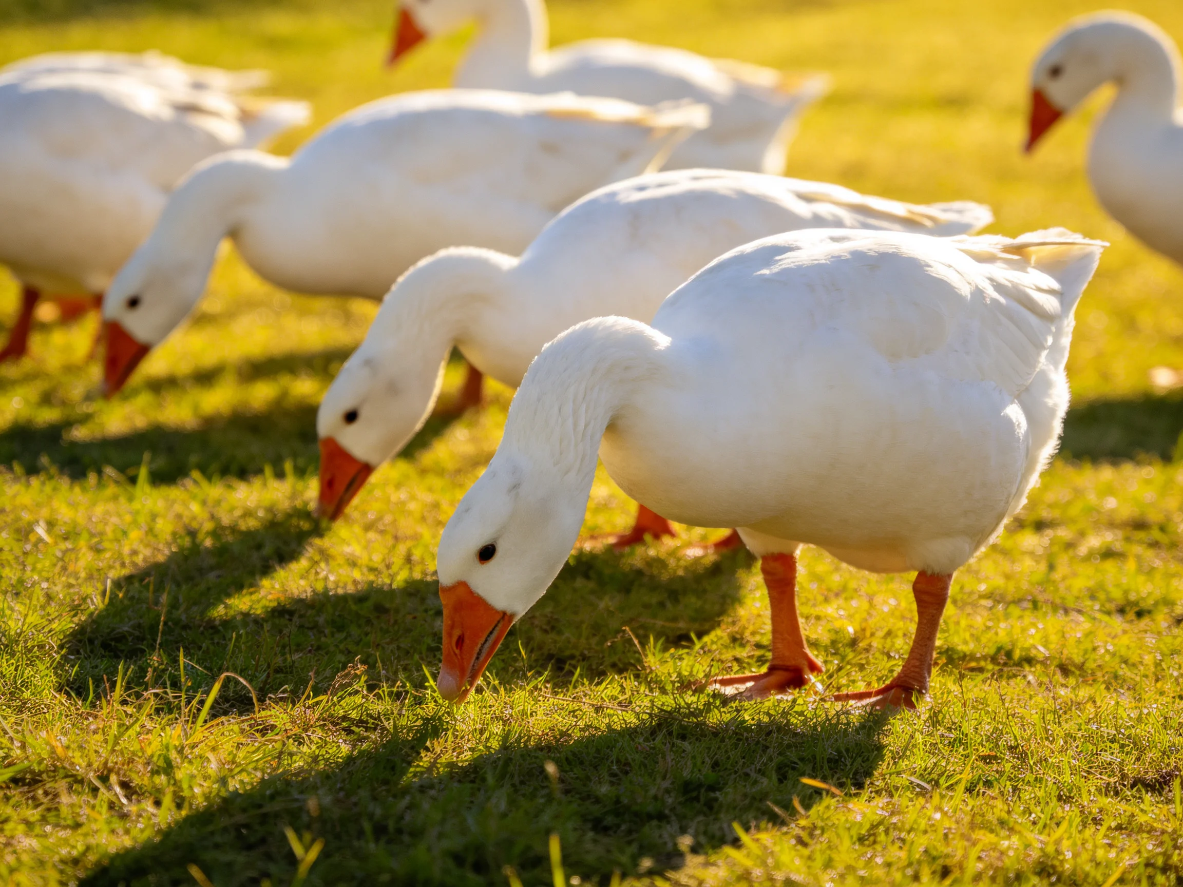 Seven white geese with orange beaks graze on sunlit green grass