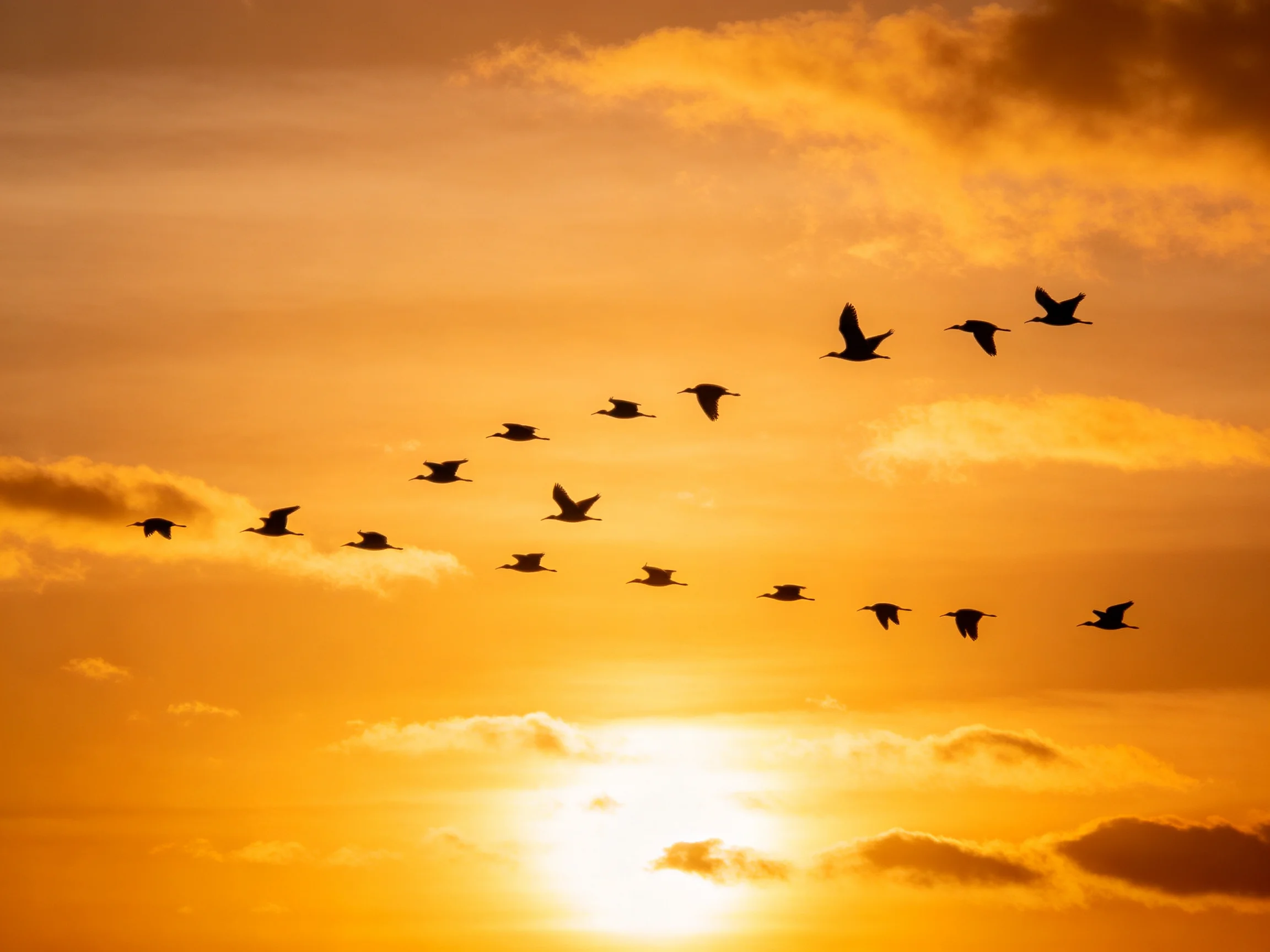 Silhouetted birds migrate across an amber-hued sunset sky