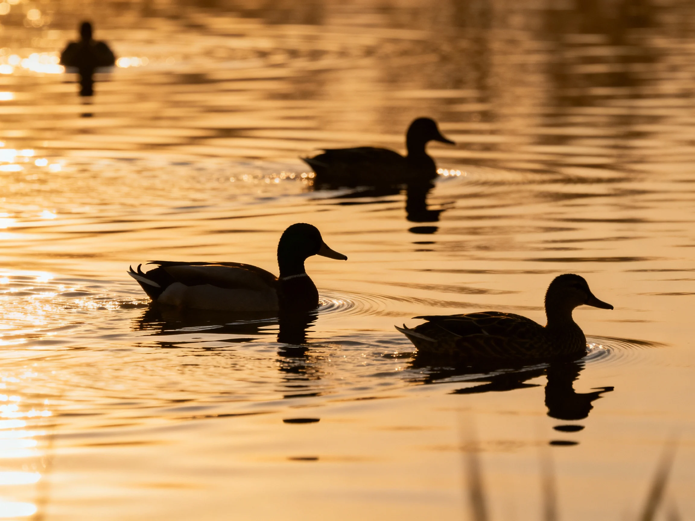 Silhouetted ducks swim in golden, rippling water during sunset