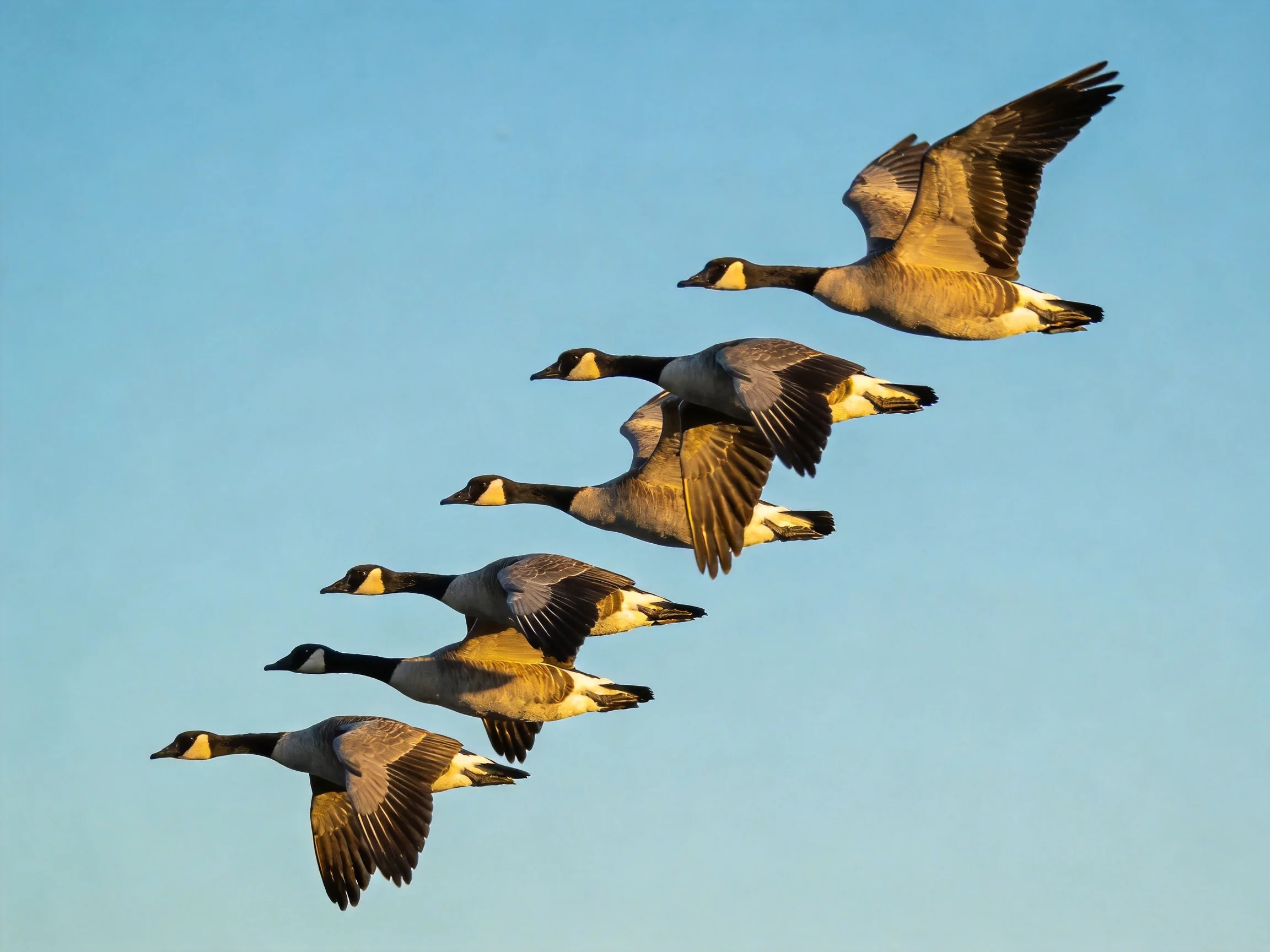 Six Canada Geese Flying in Formation Against Clear Blue Sky
