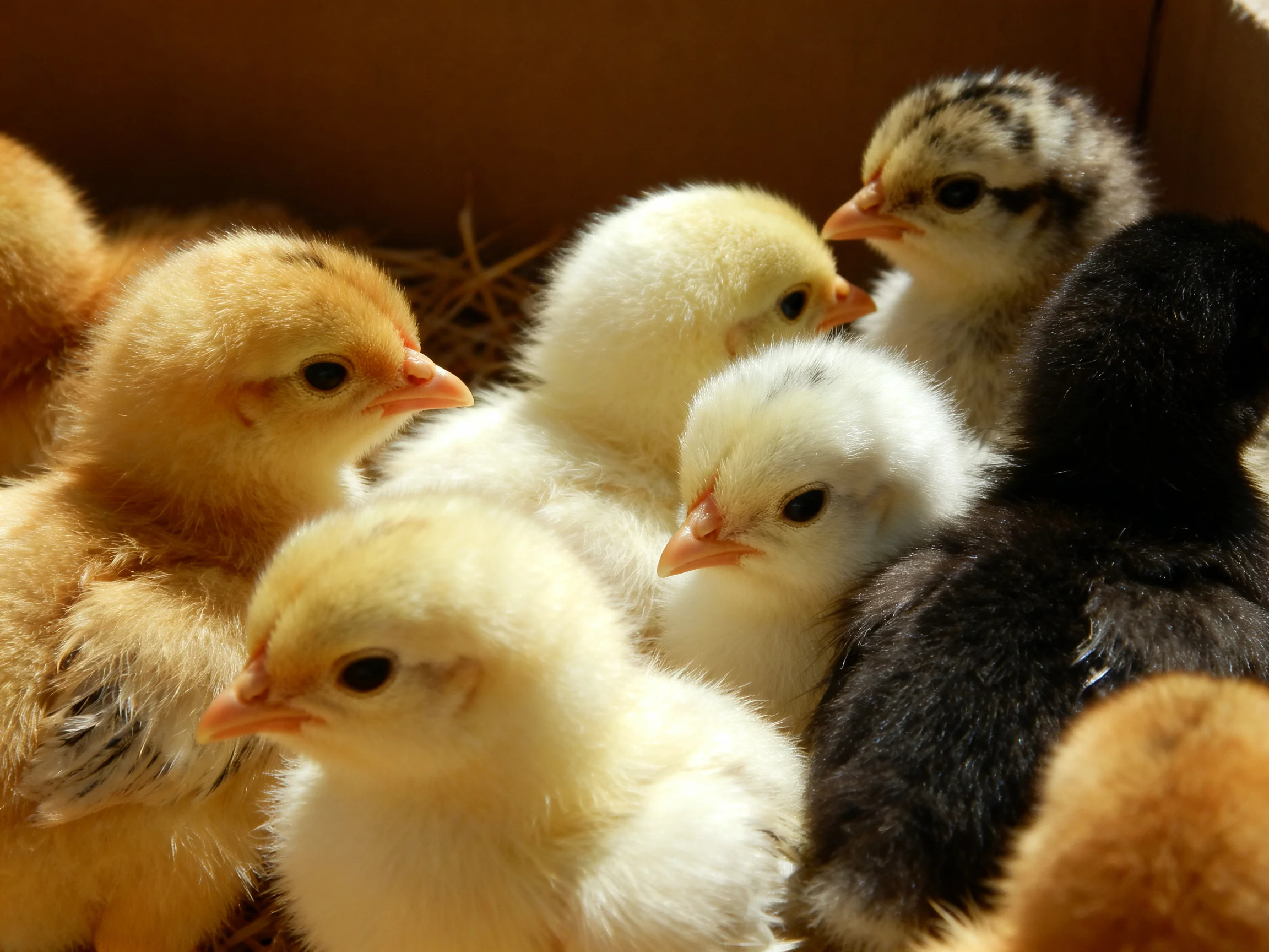 Six colorful baby chicks clustered together in a cardboard box with straw bedding