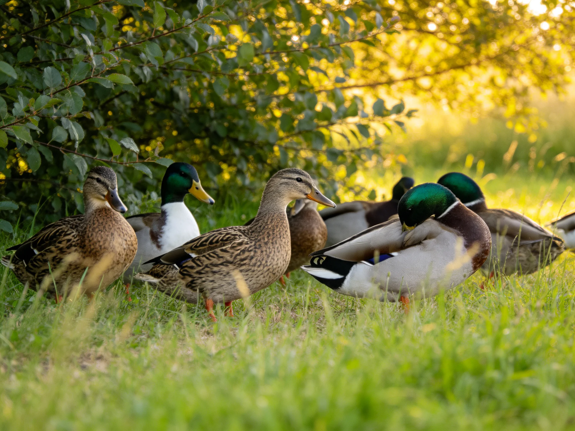 Six ducks gathered near dense foliage under golden sunlight