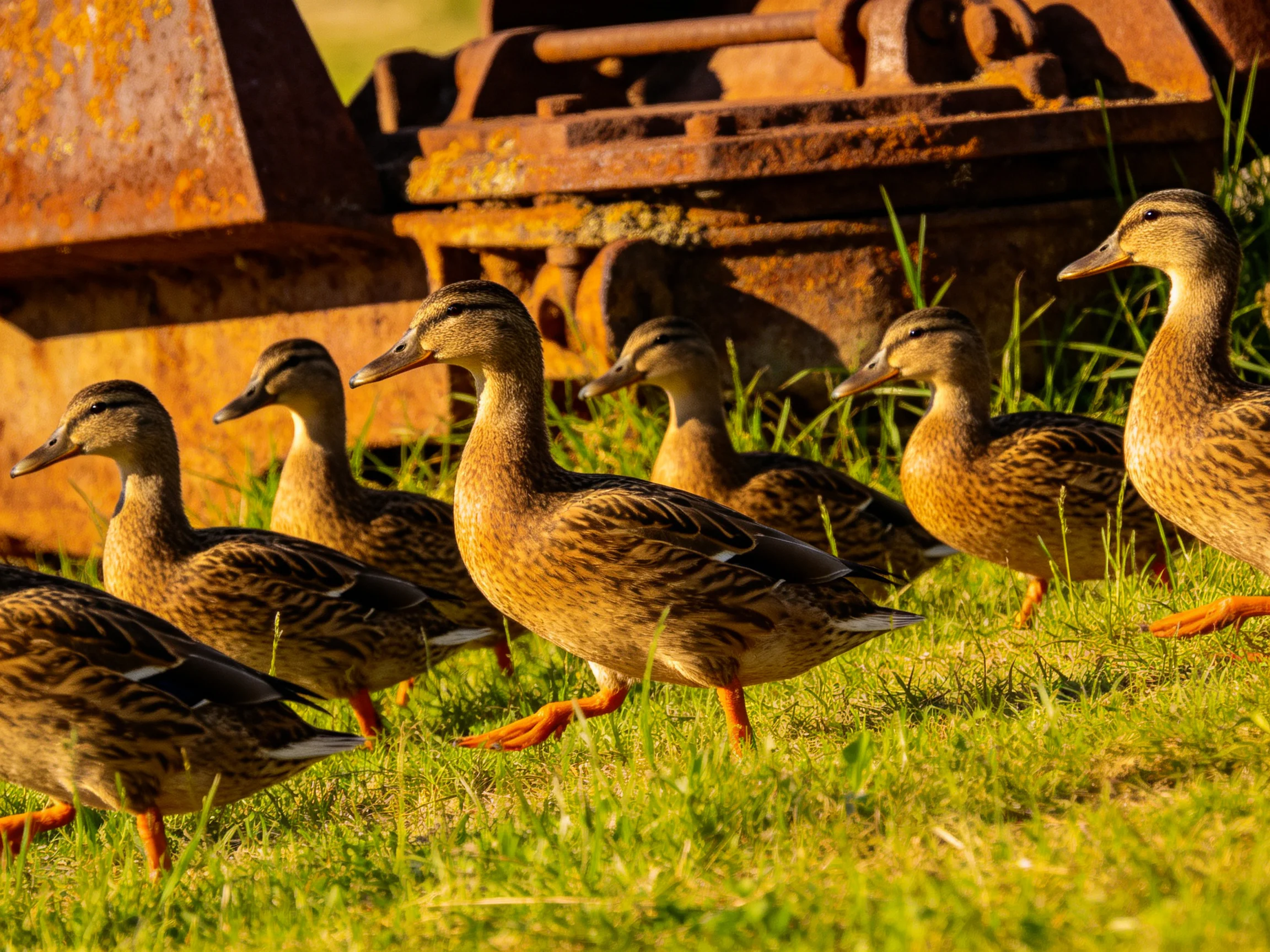 Six ducks walk near rusted industrial equipment on green grass